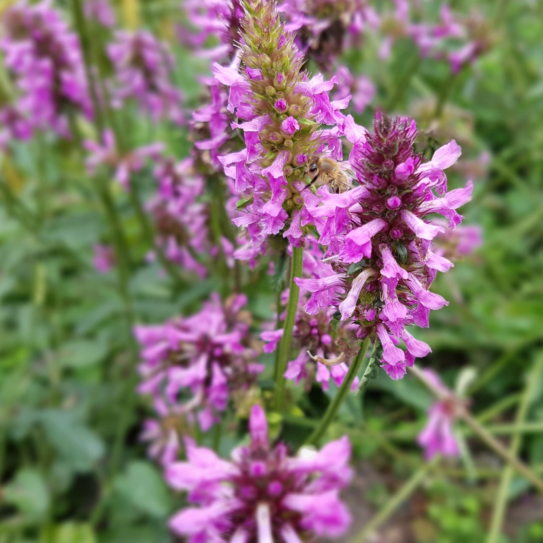 Stachys monieri ‘Hummelo’