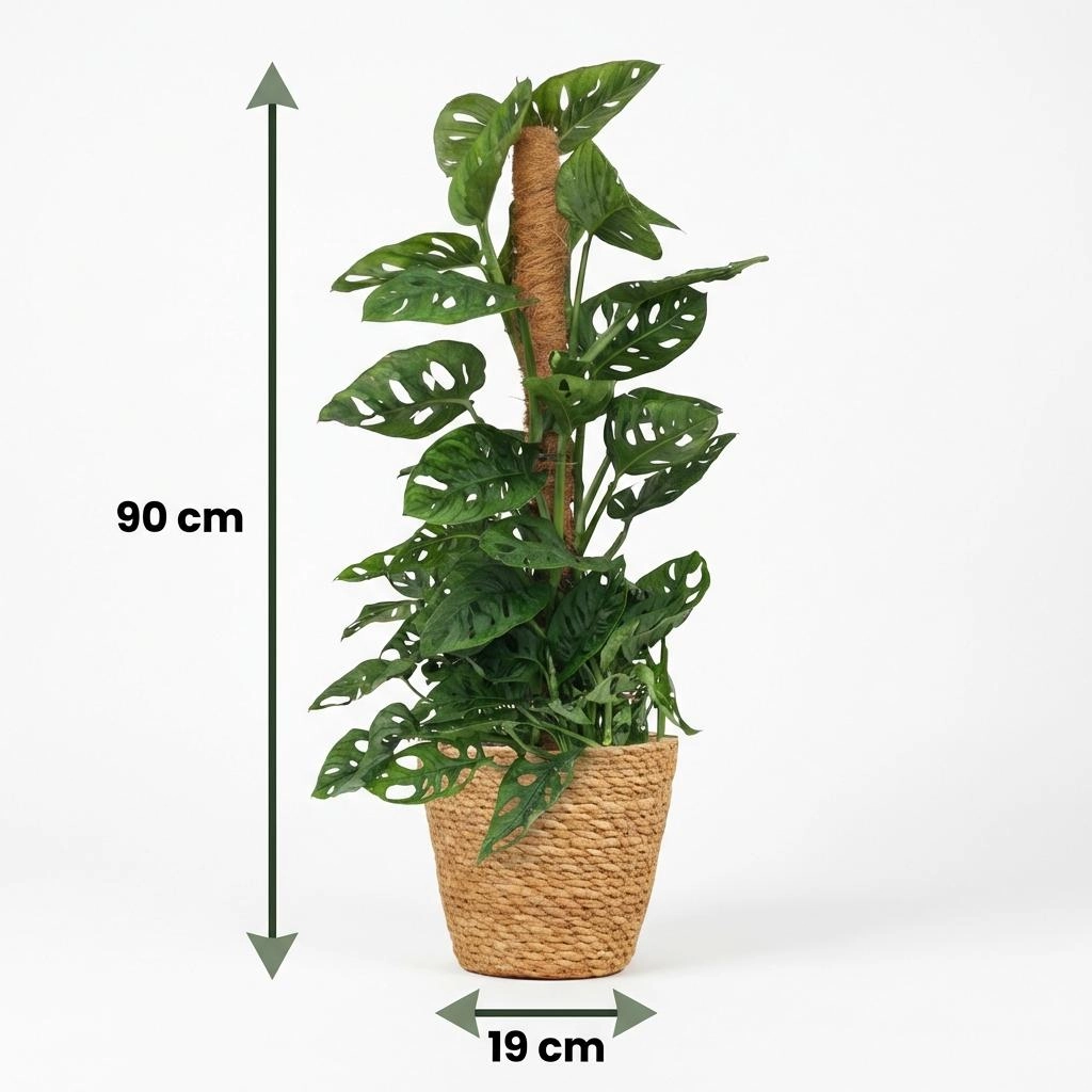 Monkey Mask - Monstera Adansonii