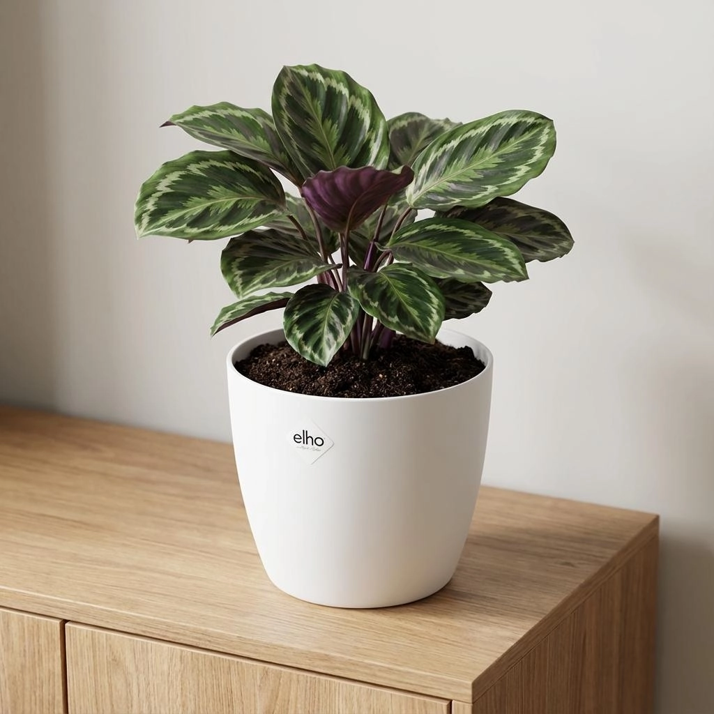 ELHO Brussels rond 18cm wit Bild 5