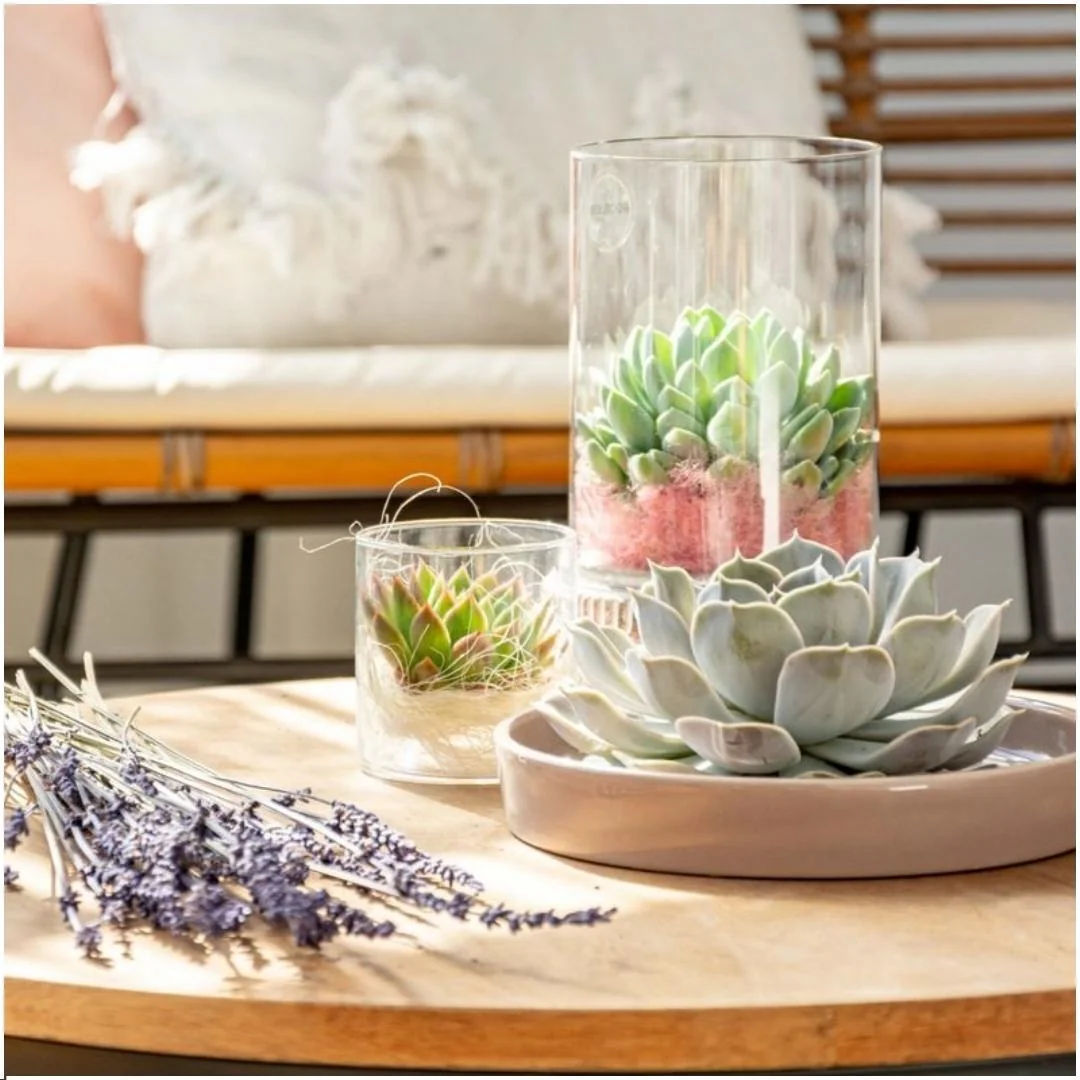 Echeveria Pulidonis Bild 10