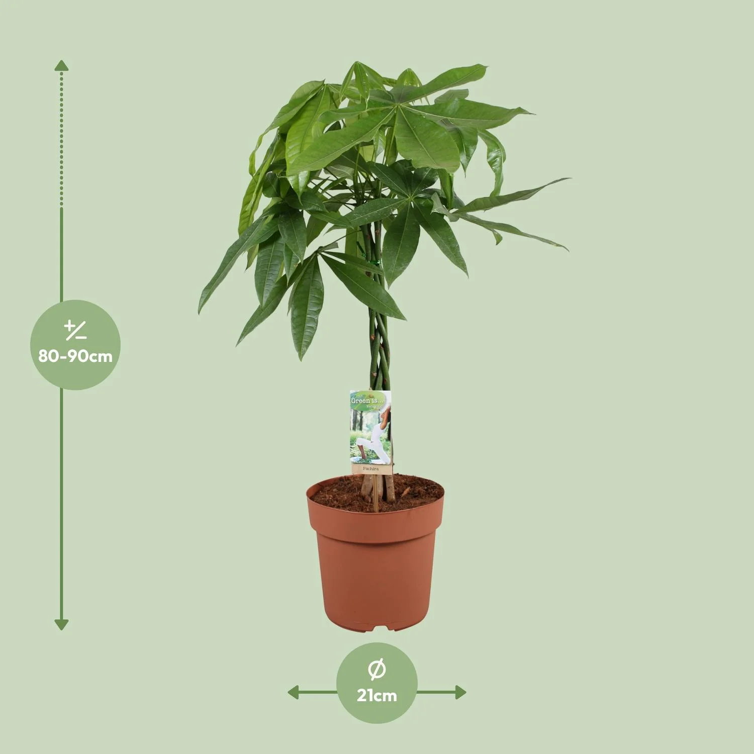 Pachira Aquatica – Geldbaum