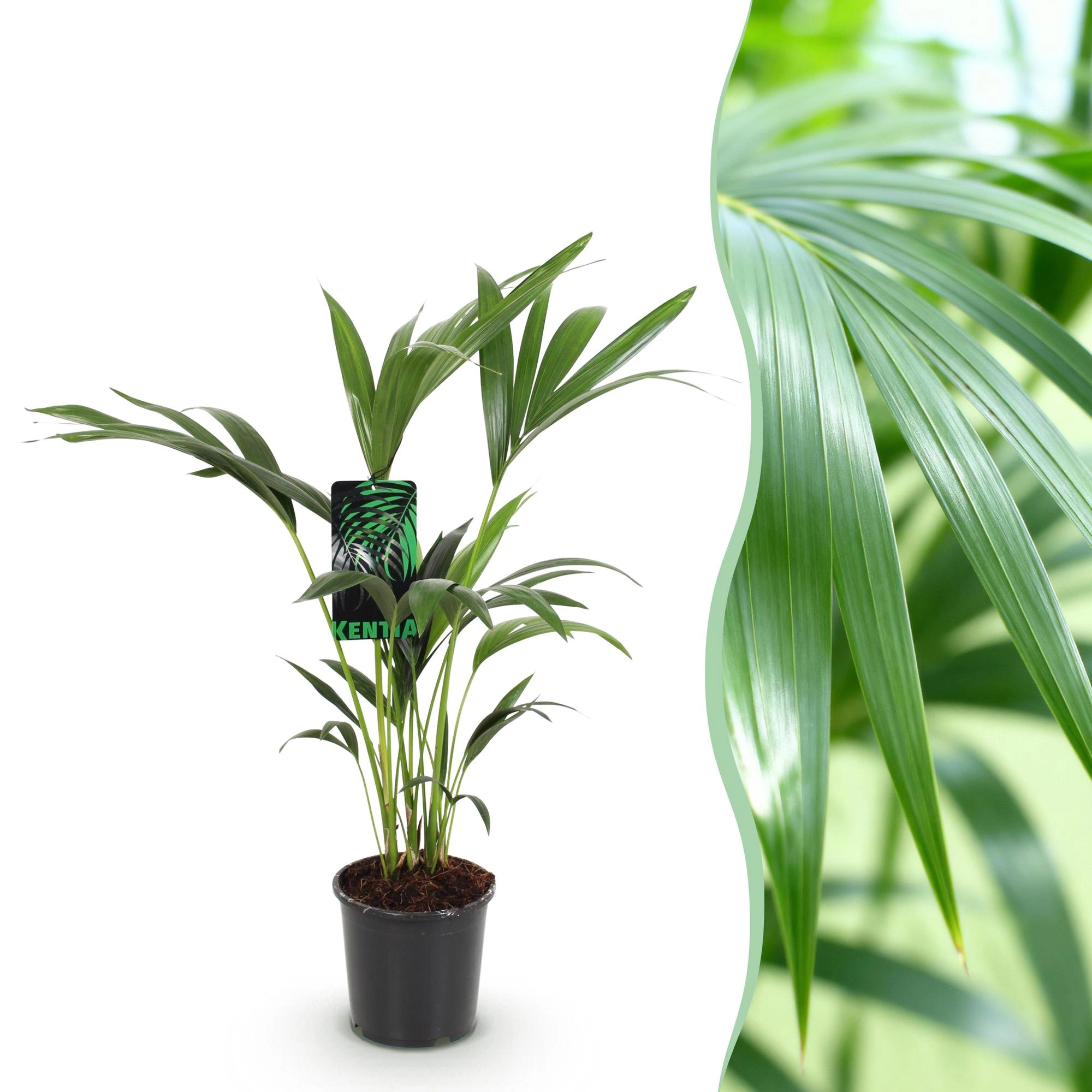 Howea Forsteriana - Kentia-Palme