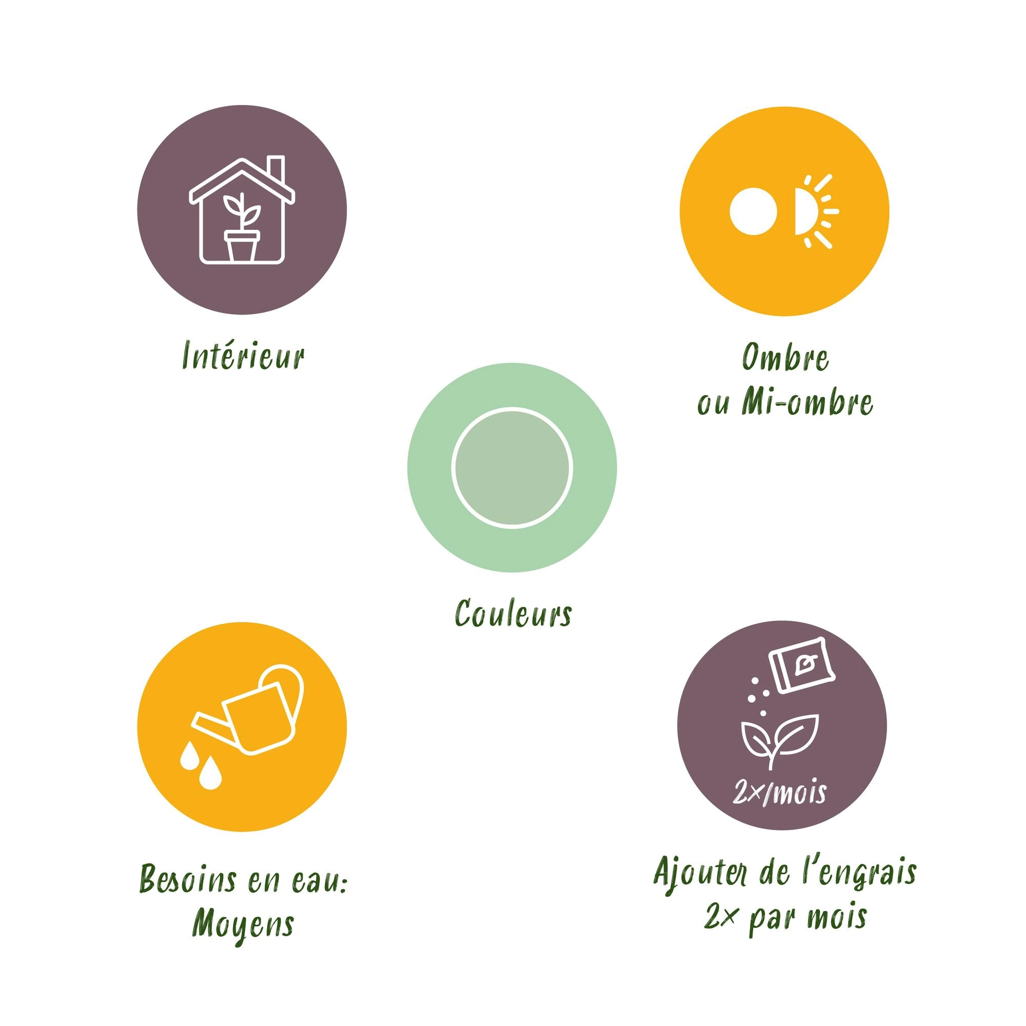 Dracaena fragrans Golden Coast