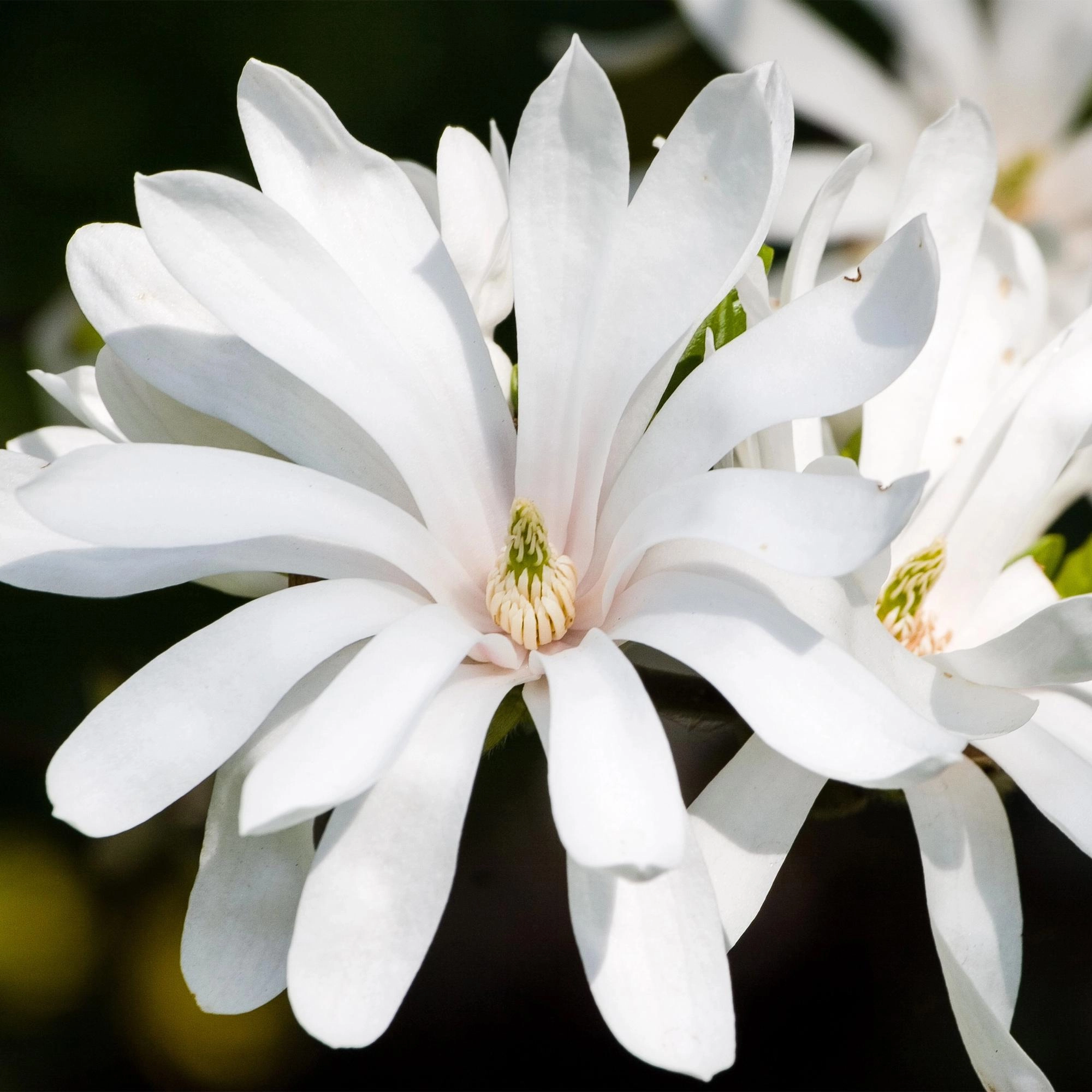 Magnolia stellata - Sternebäumchen