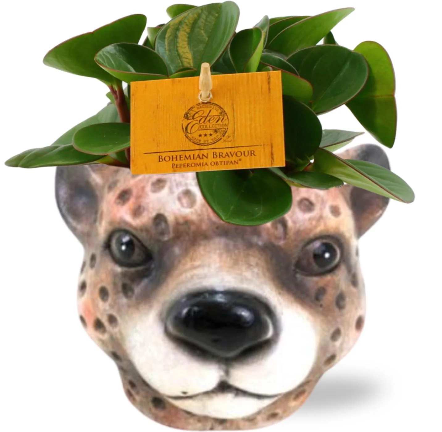 Peperomia Obtipan - Pflegeleichte Zimmerpflanze