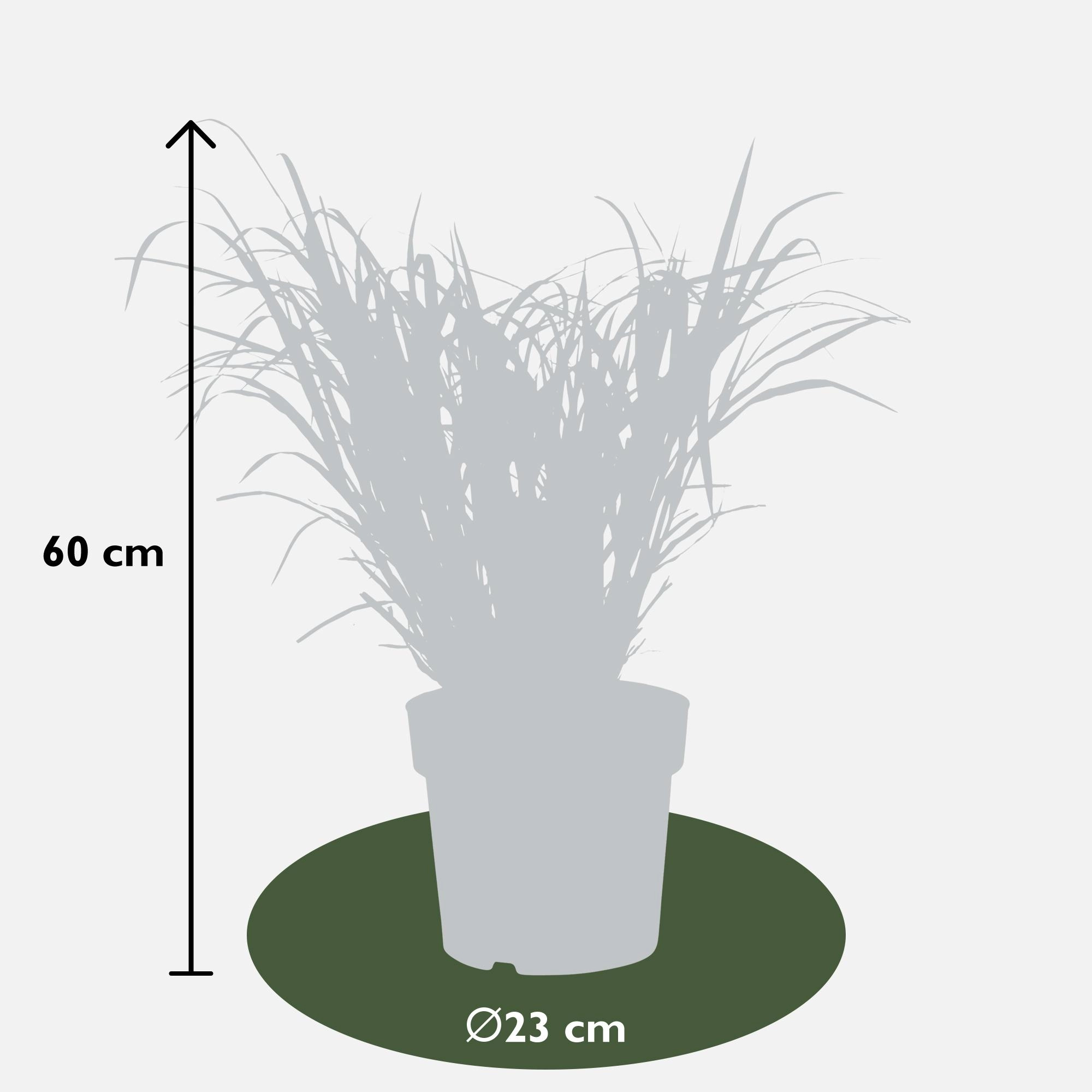 Miscanthus sinensis Strictus (Zebra-Gras)