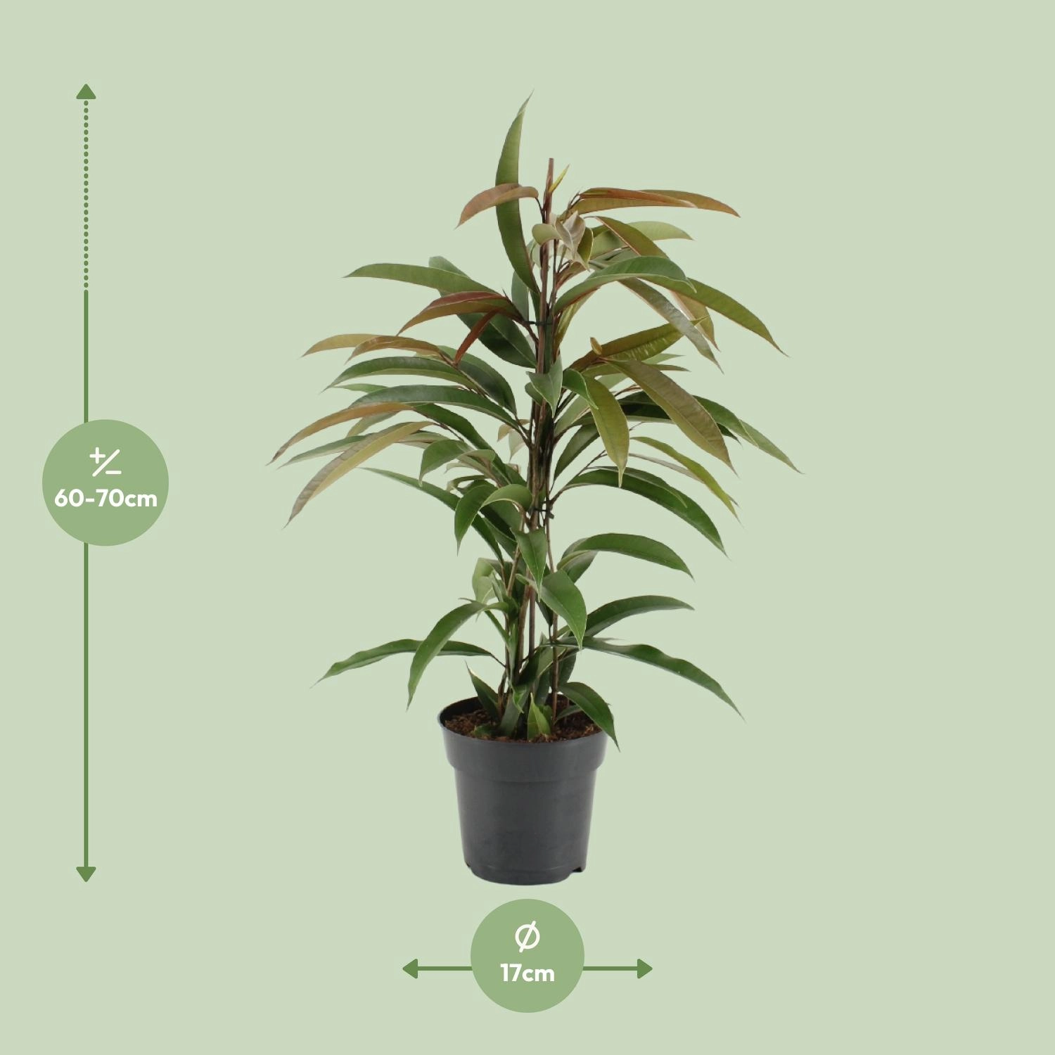 Ficus (17 cm Topf, ca. 70 cm)