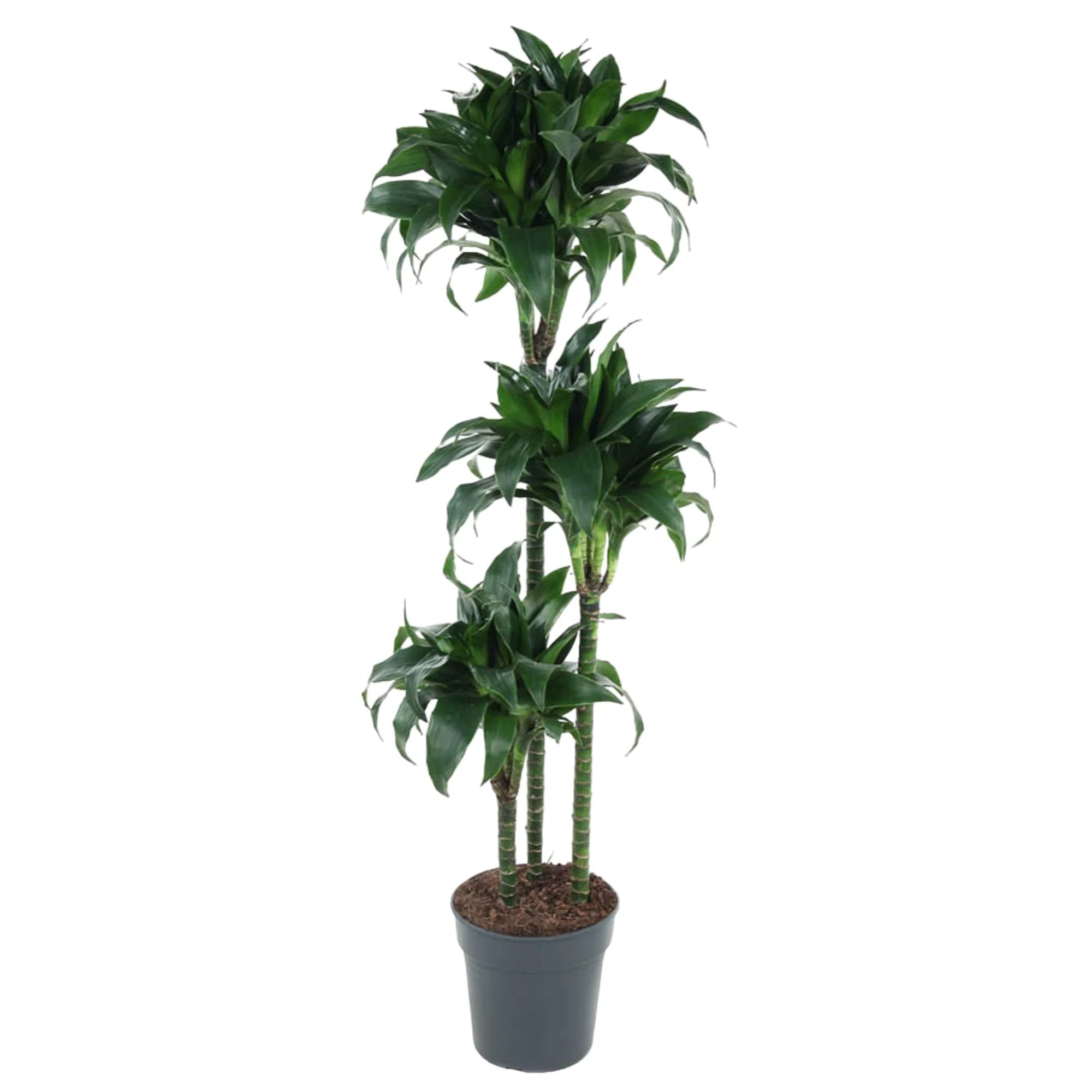 Dracaena Tatuade – Pflegeleichte Zimmerpflanze