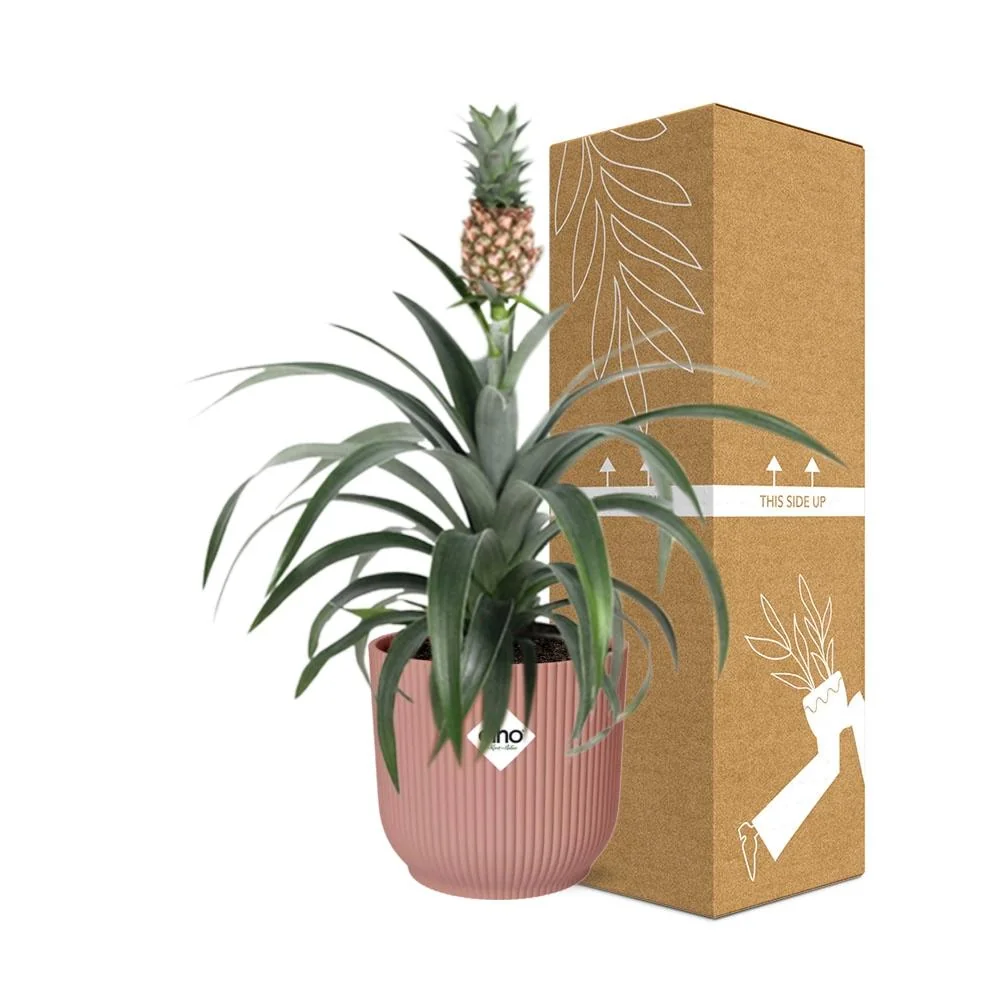 Ananas-Pflanze | Ananas comosus