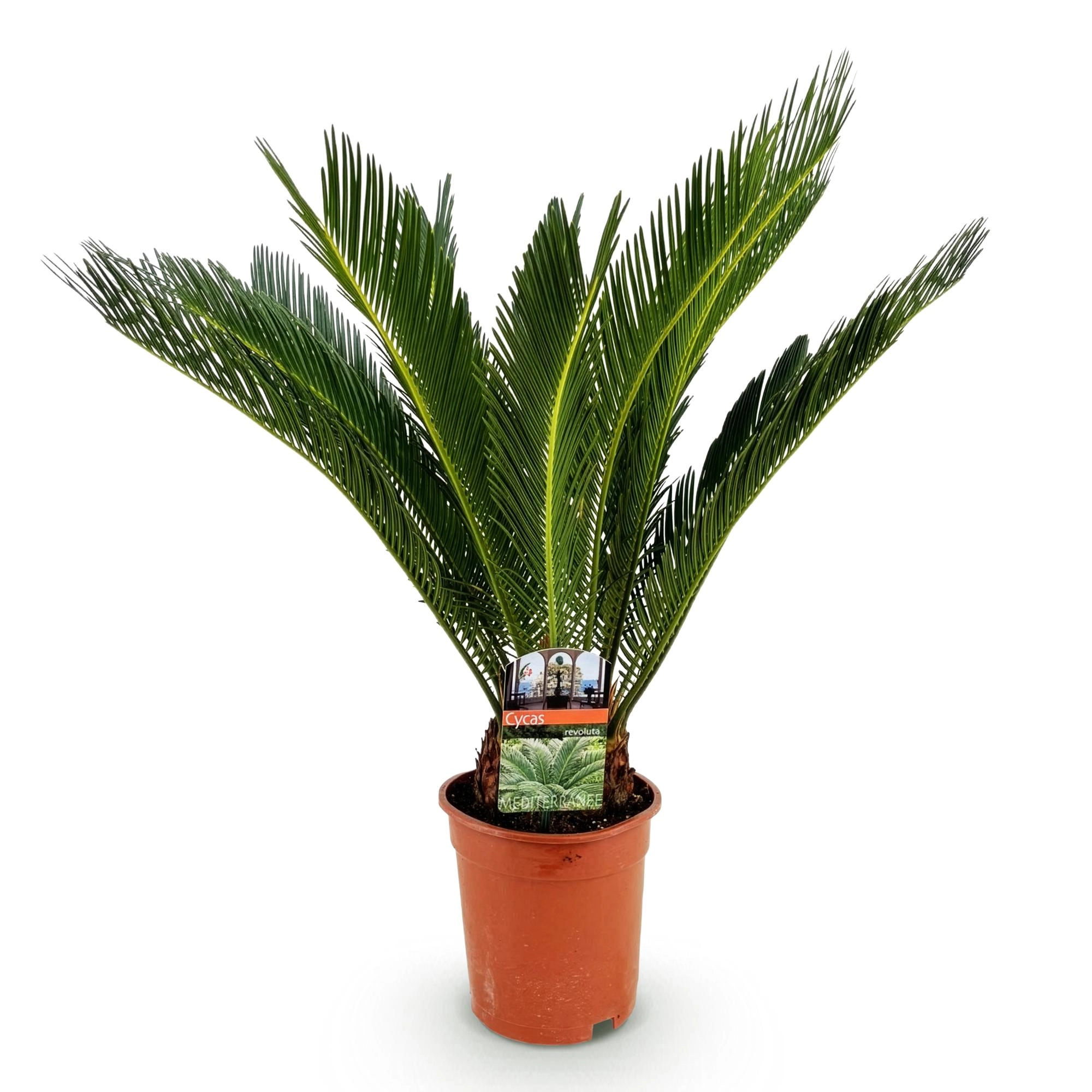 Cycas Revoluta (Sago-Palme)