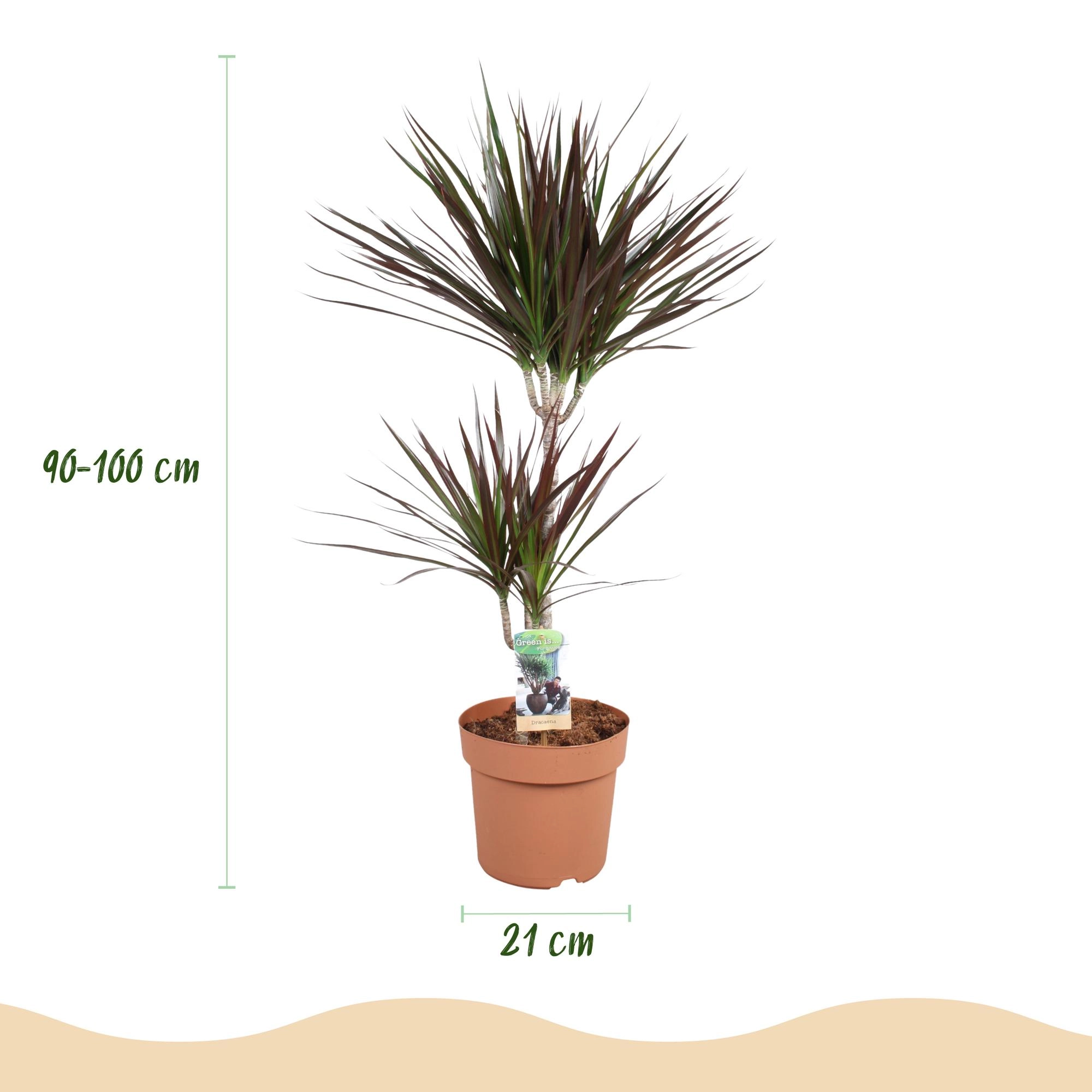Dracaena Magenta