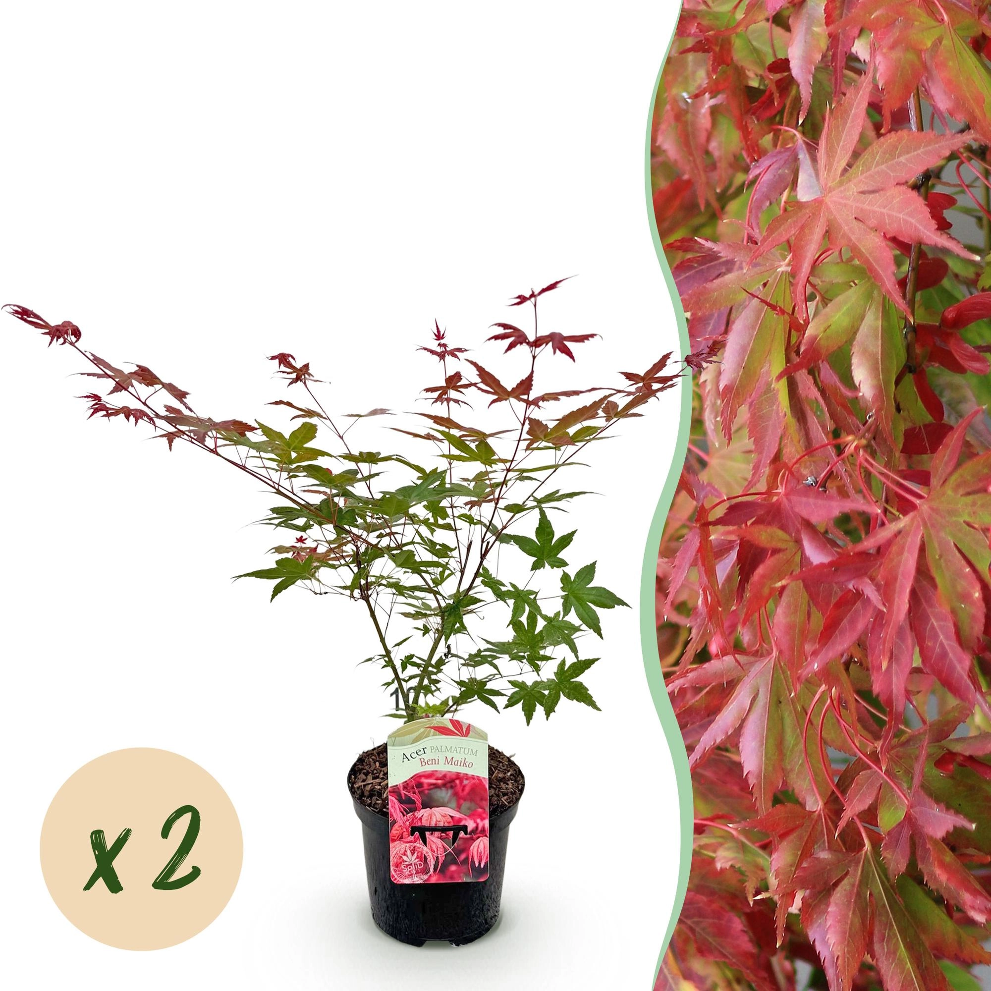 Balkonpflanze - Japanischer Ahorn - Acer palmatum Beni Maiko - Rot - 2 Pflanzen - Laubabwerfend - Topf 19cm Höhe 70cm