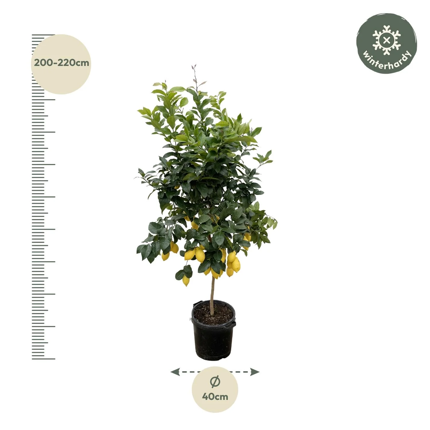 Citrus Lemon - 200cm - ø40