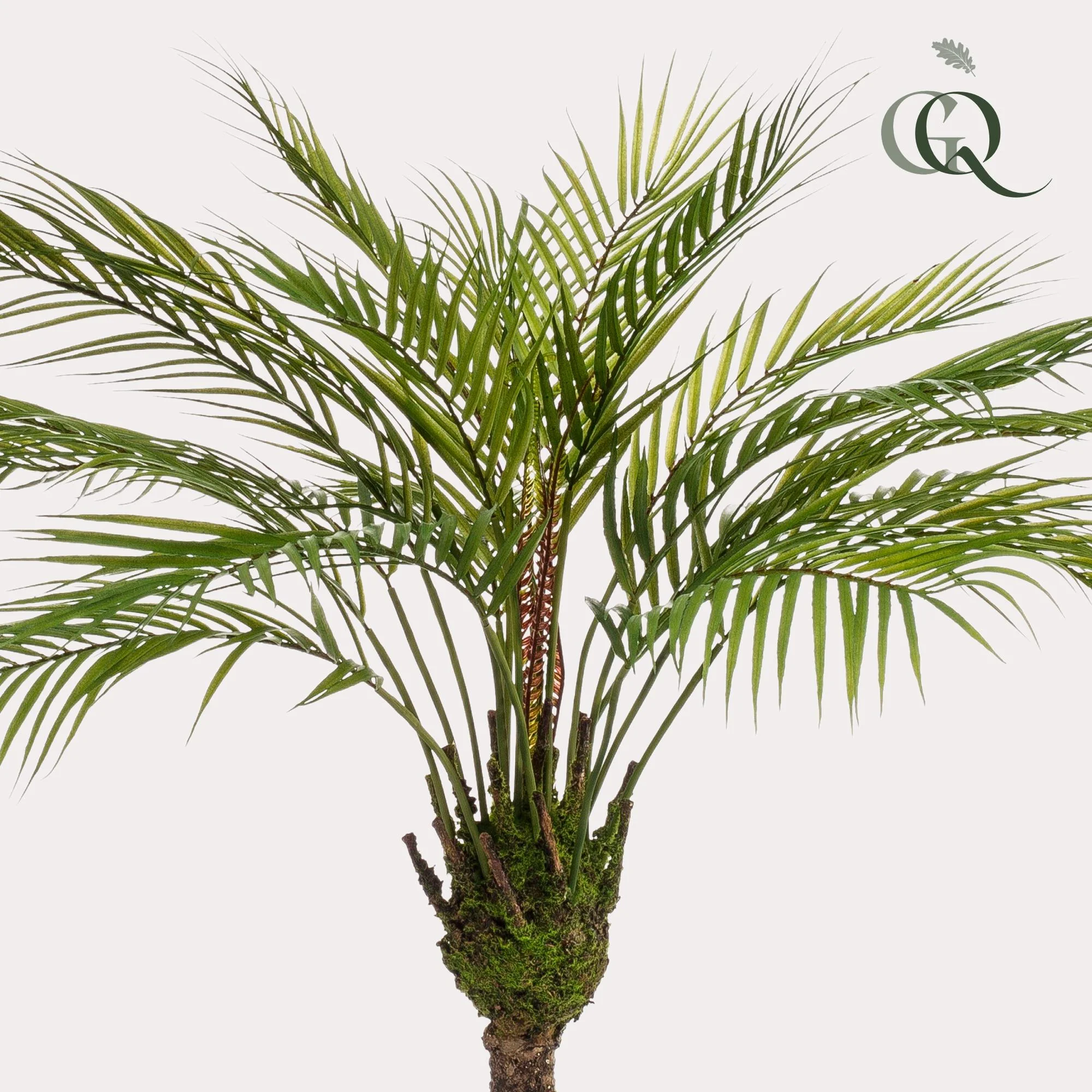 Chamaedorea Elegans – Mexikanische Bergpalme