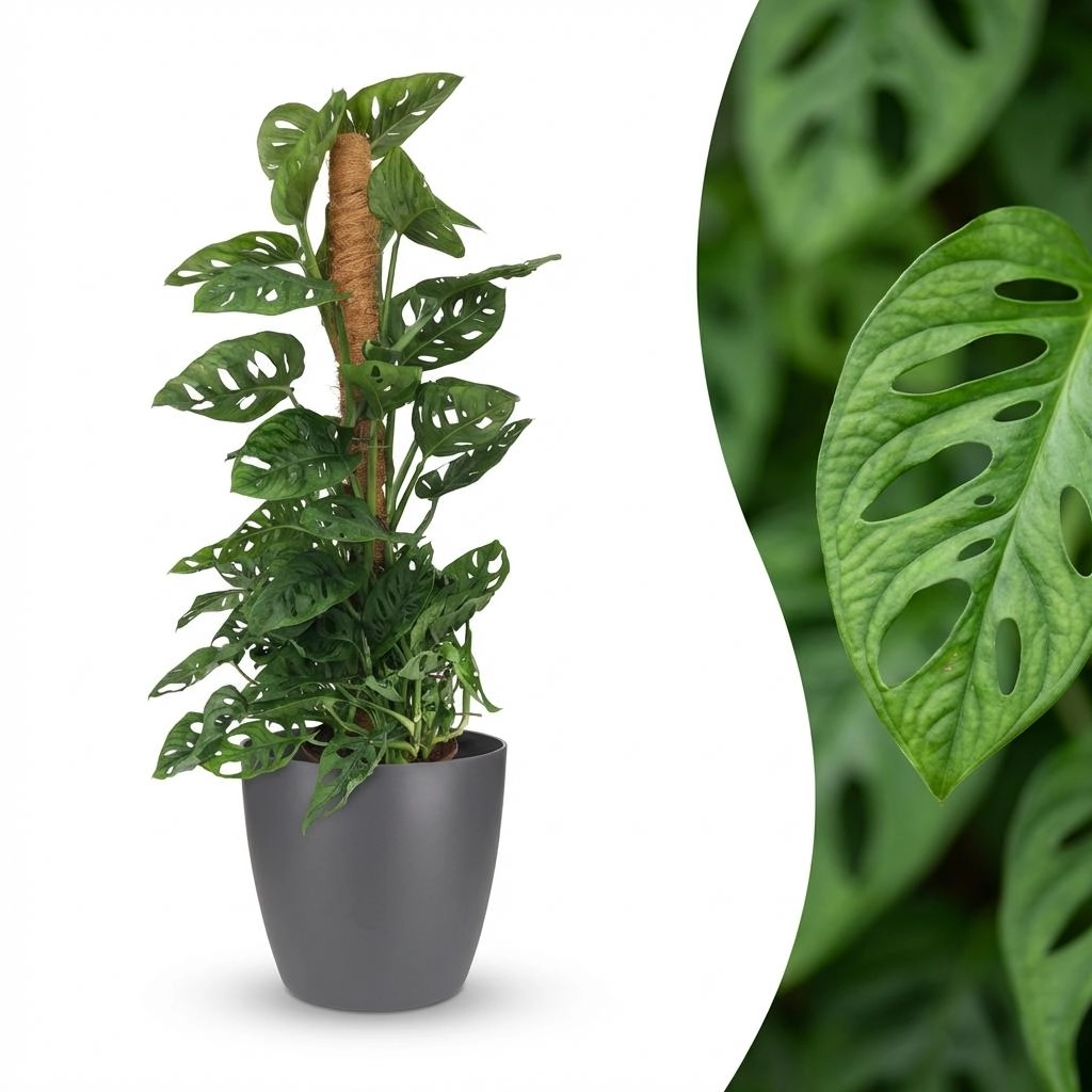 Monkey Mask (Monstera Adansonii) – Zimmerpflanze mit Moosstab