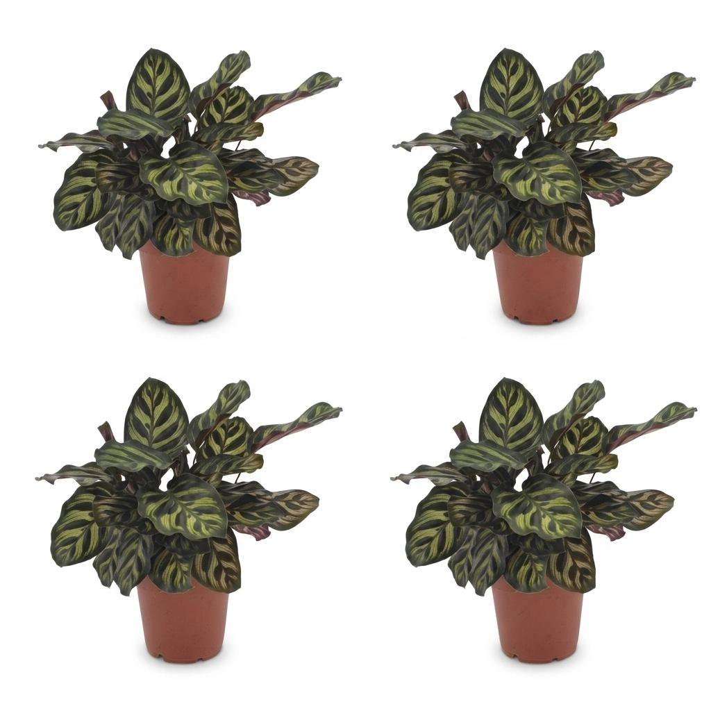 Green boutiQ - Calathea Makoyana - Pfauenpflanze - 4 Pflanzen - Topf 12cm - Höhe - 25cm Bild 2