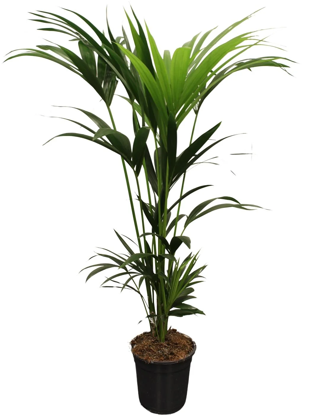 Howea Forsteriana – Kentia-Palme