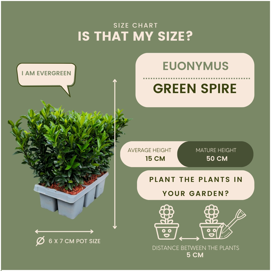 72 x Euonymus Green Spire - 72 x Ø 7 cm - ↨ 15 cm Bild 4