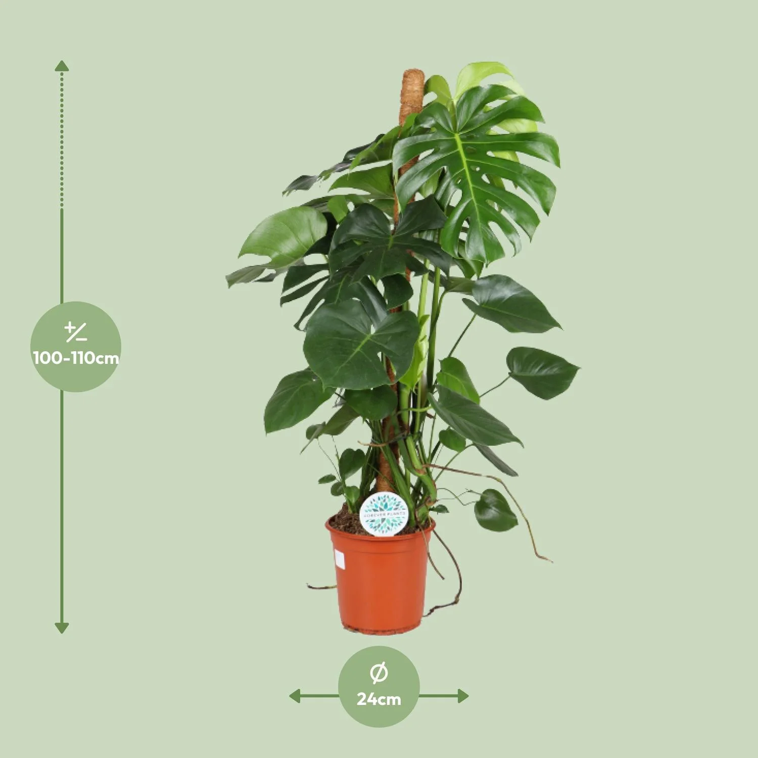Monstera Deliciosa – Pflegeleichte Zimmerpflanze