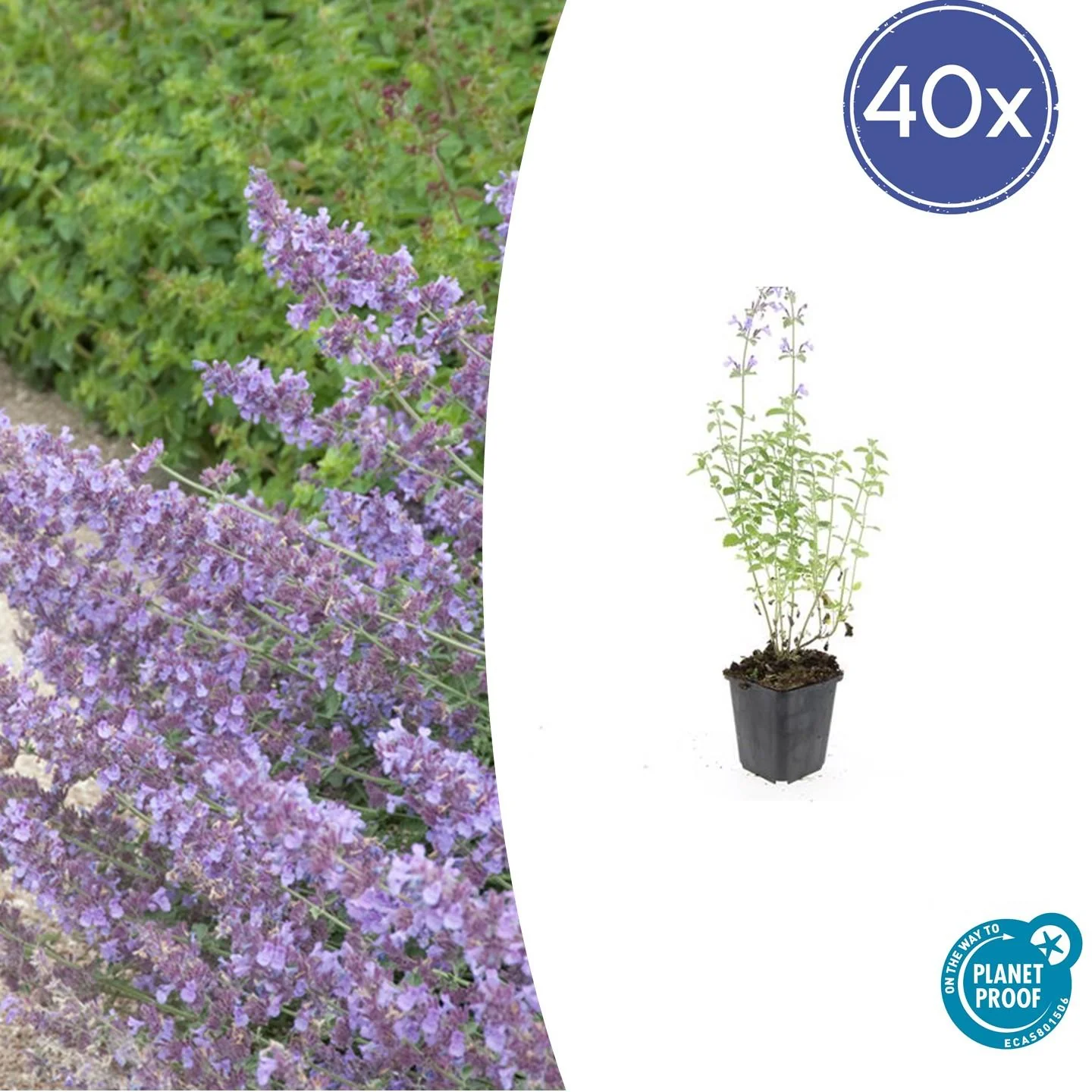 Nepeta 'Walker's Low'