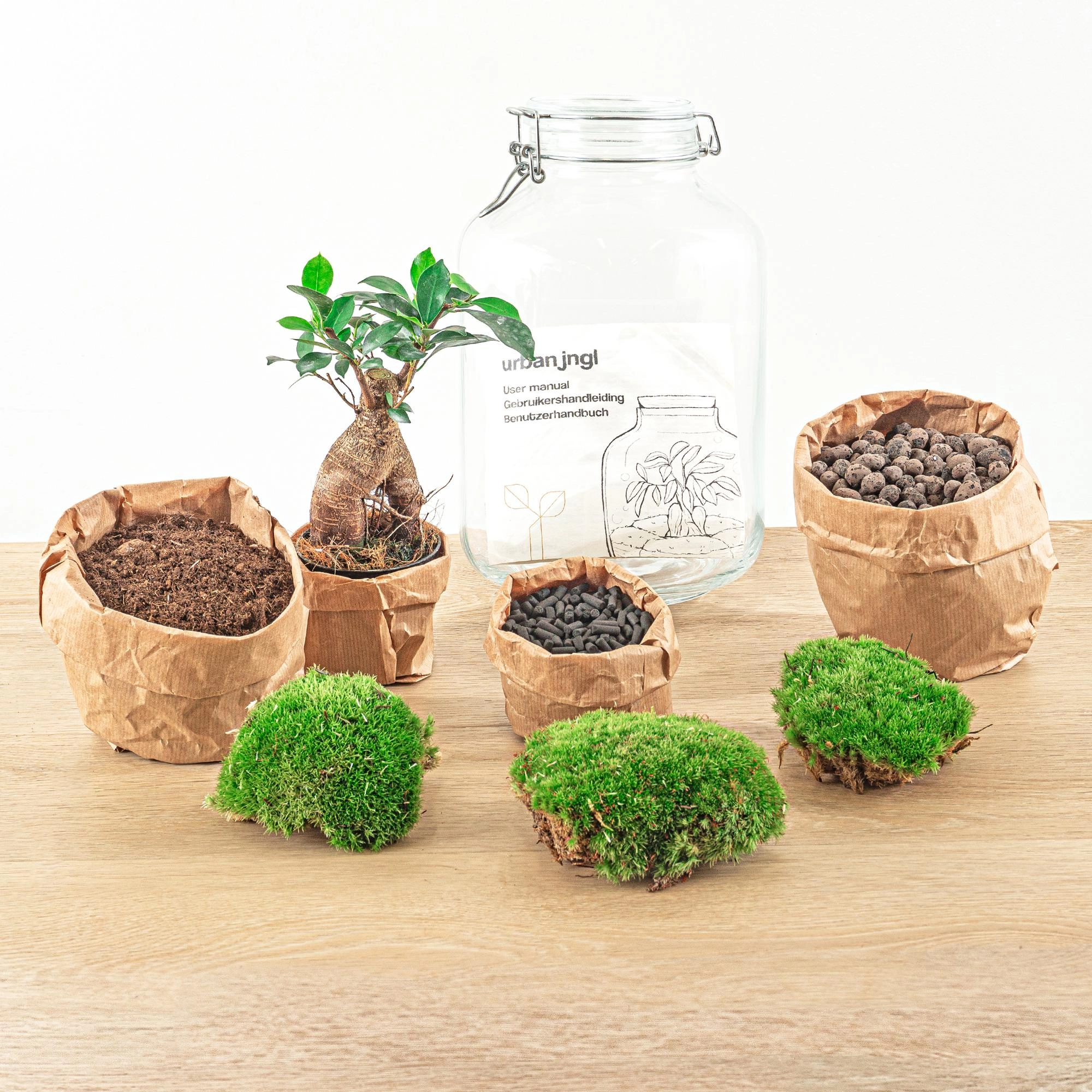 Flaschengarten - Ficus Ginseng bonsai - ↕ 28 cm - Rake + Shovel + Tweezer + Scissors Bild 4