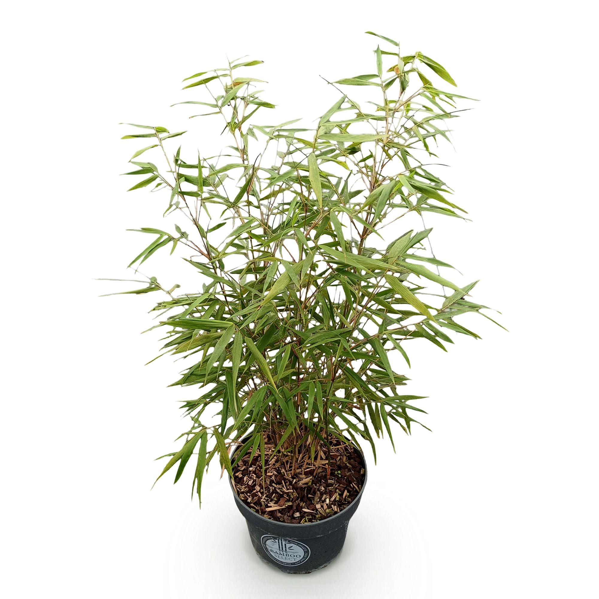 Green boutiQ - Gräser - Fargesia scabrida Asian Wonder - Bambus - Nicht Ausbreitend - Grün - 1 Pflanze - Topf 23 cm - Höhe 80 cm Bild 2