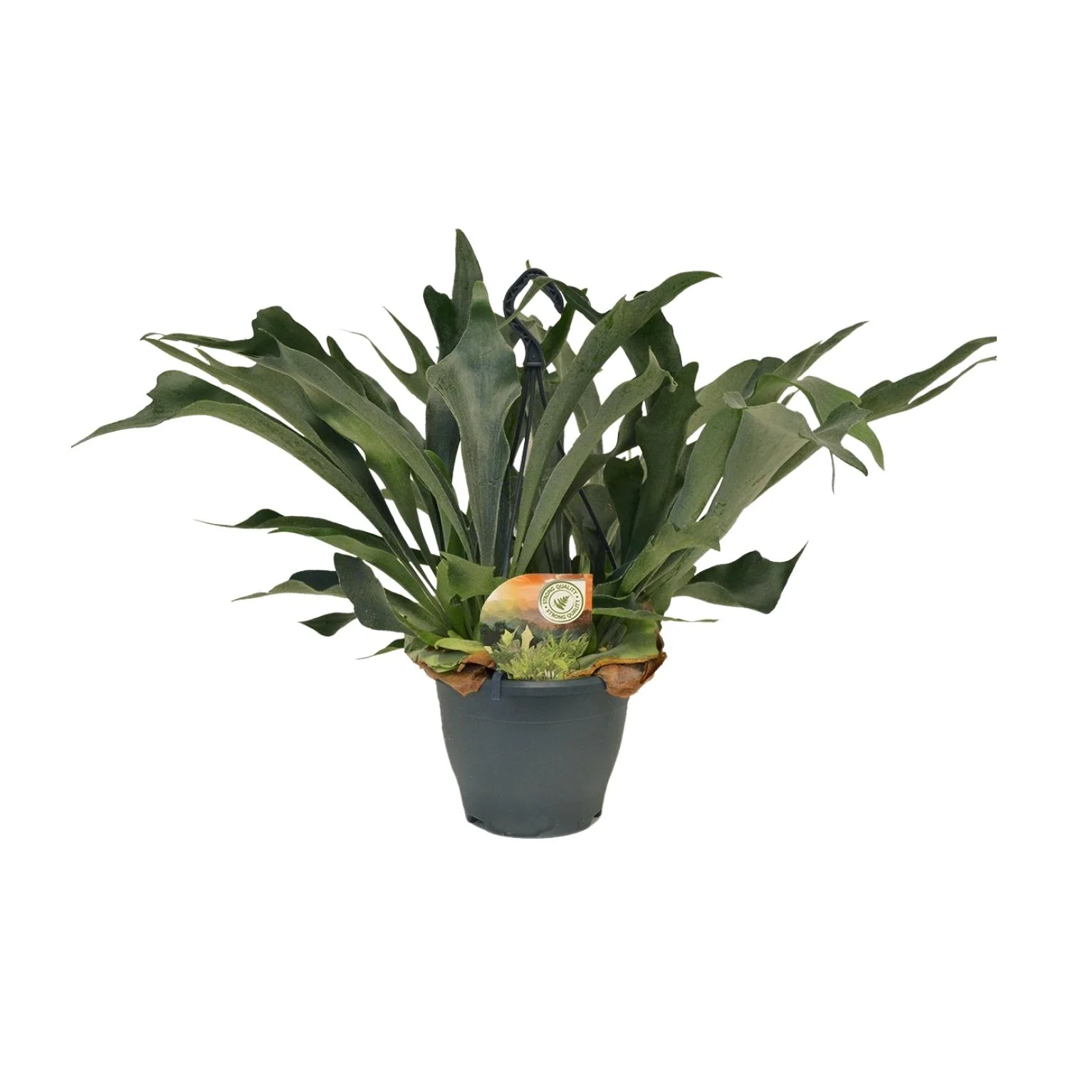 Hirschgeweihfarn – Platycerium Bifurcatum