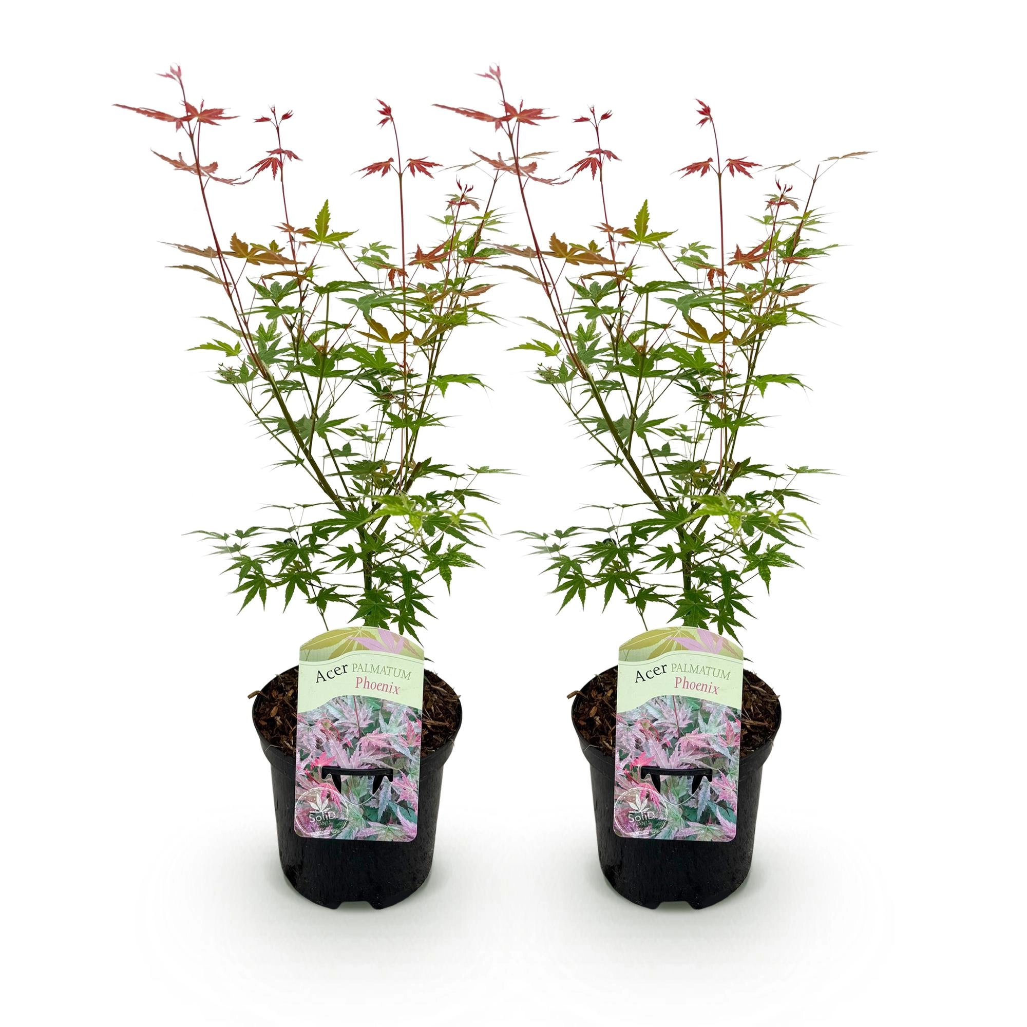 Balkonpflanze - Japanischer Ahorn - Acer palmatum Phoenix - Rosa - 2 Pflanzen - Laubabwerfend - Topf 19cm Höhe 70cm