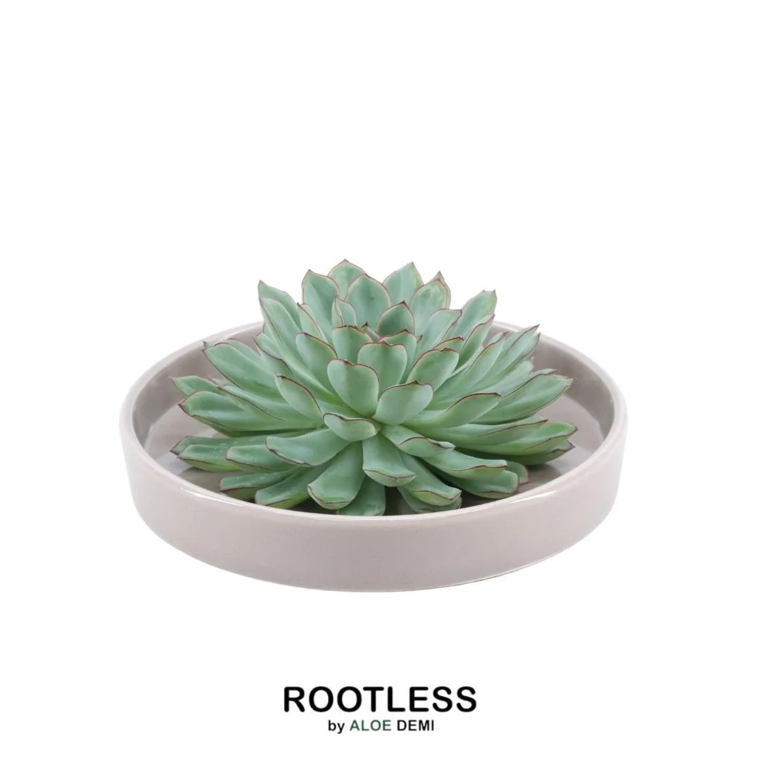 Echeveria Pulidonis Bild 9