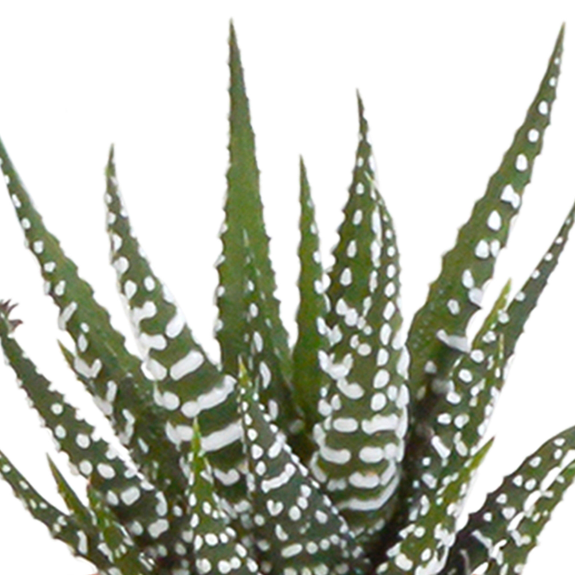 Kakteen & Sukkulenten Mischung 5,5 cm | 15 Stück - im weißen Topf