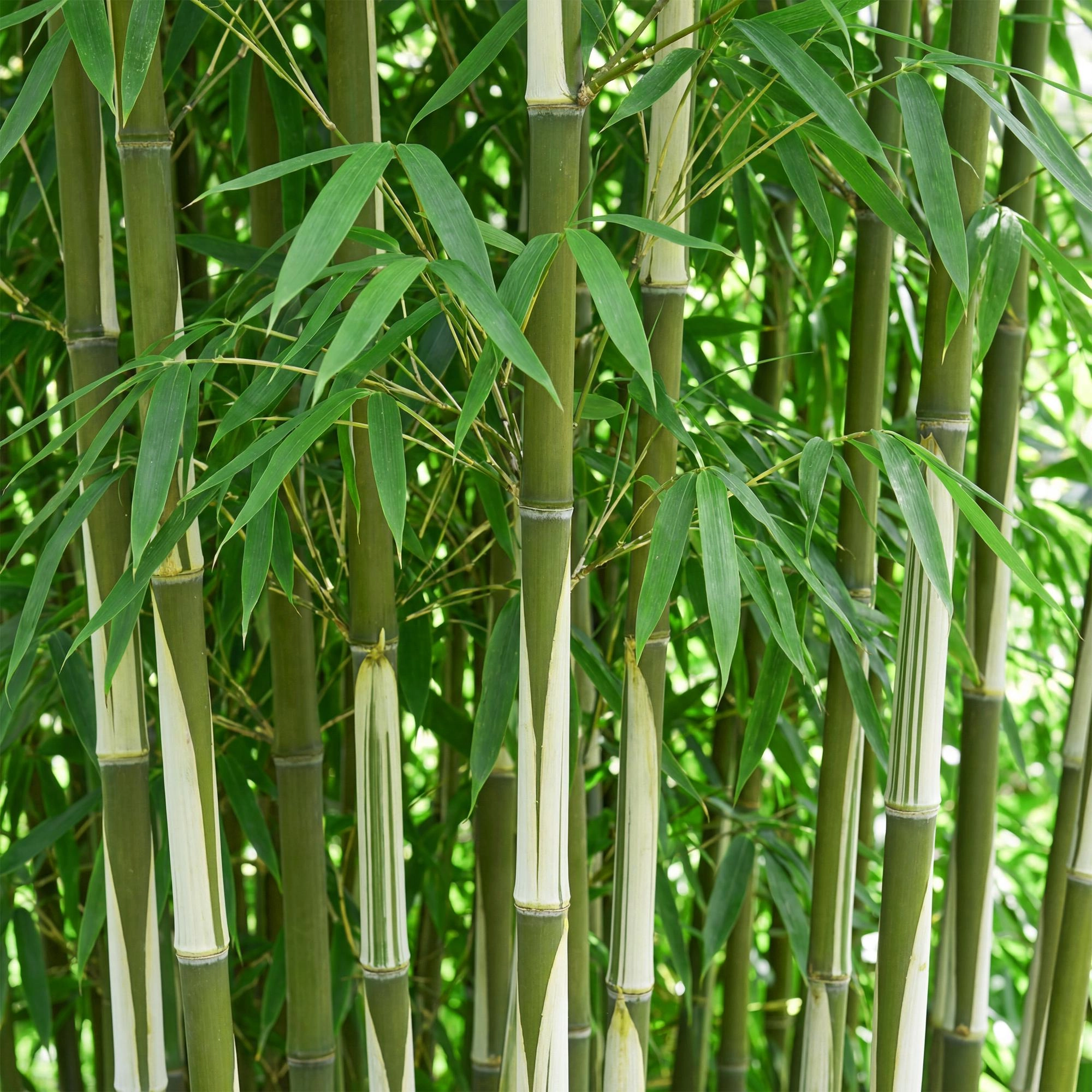 Fargesia Robust Pingwu