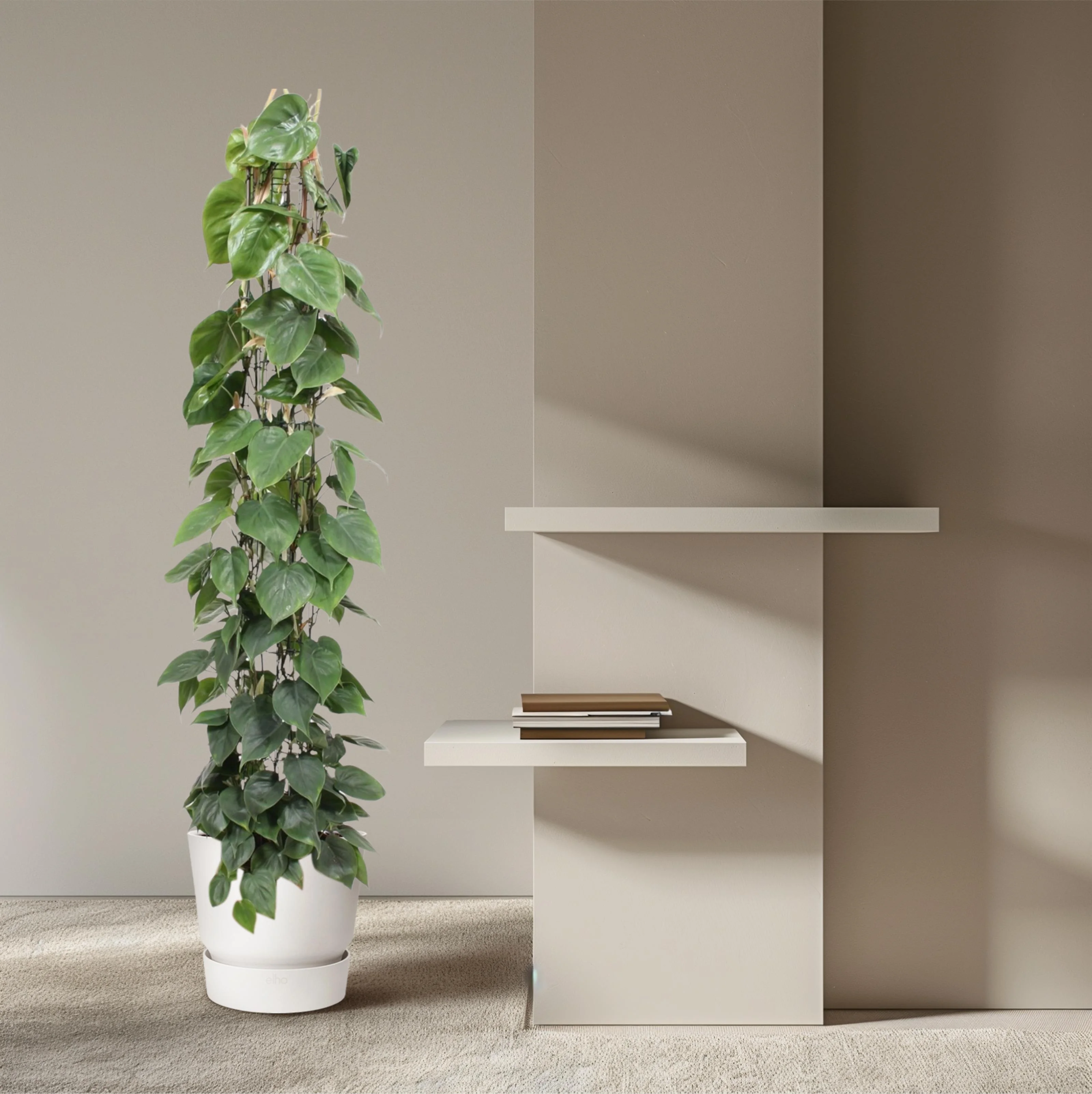 Philodendron Scandens wire mesh rack - 160 cm - ø27 Bild 4