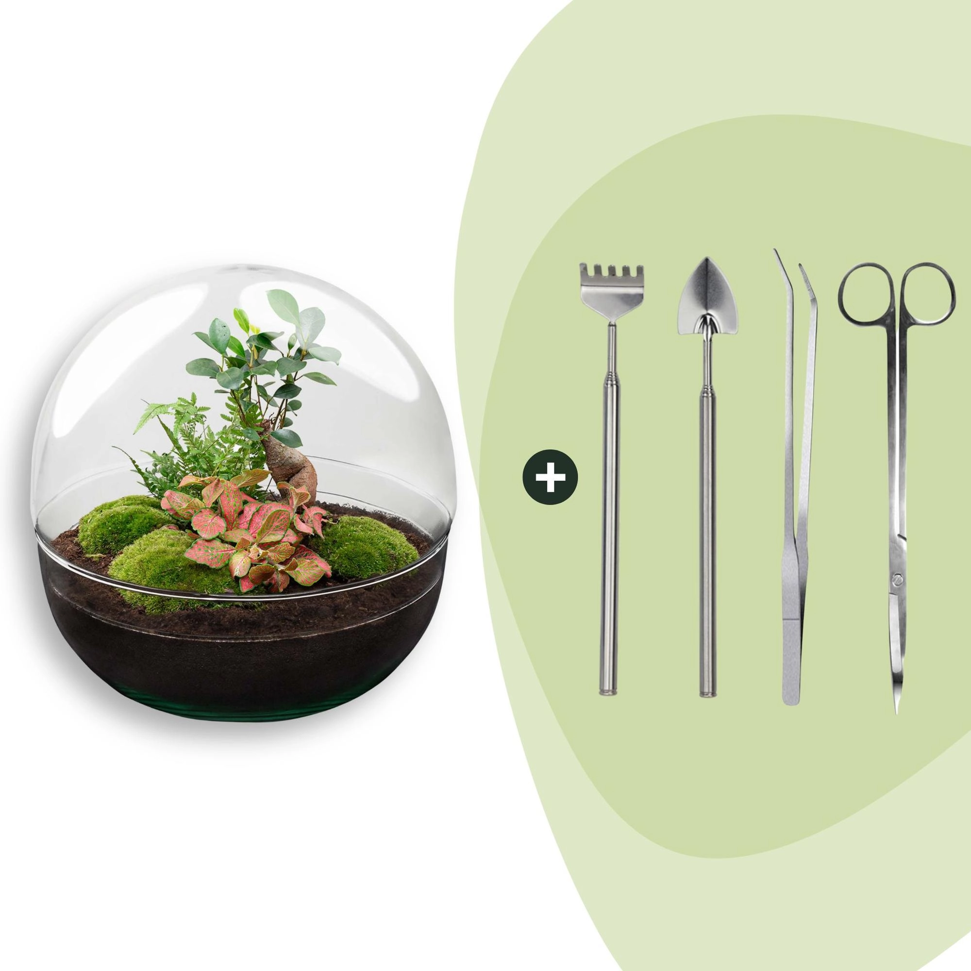 Flaschengarten - Dome XL - Ficus Ginseng Bonsai - ↕ 30 cm - Rake + Shovel + Tweezer + Scissors Bild 1