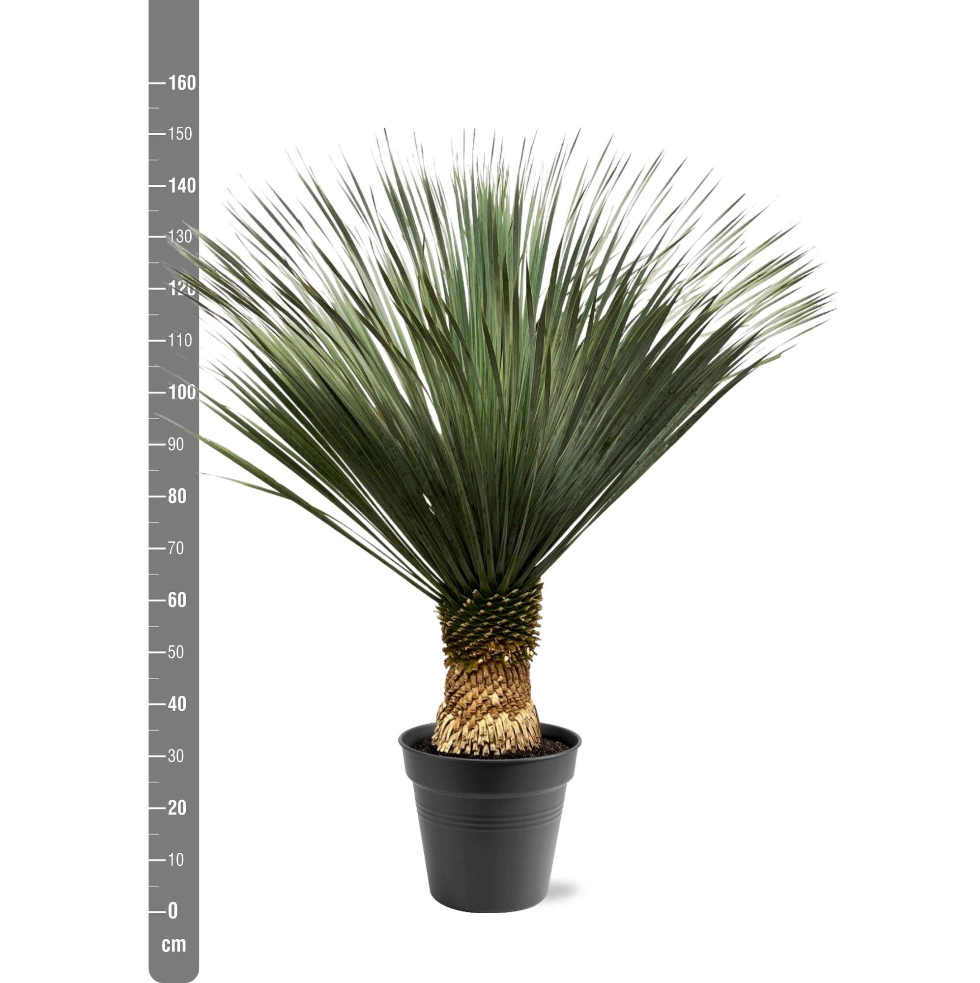 Yucca Rostrata - 130 - 150 cm - Ø50 Bild 2