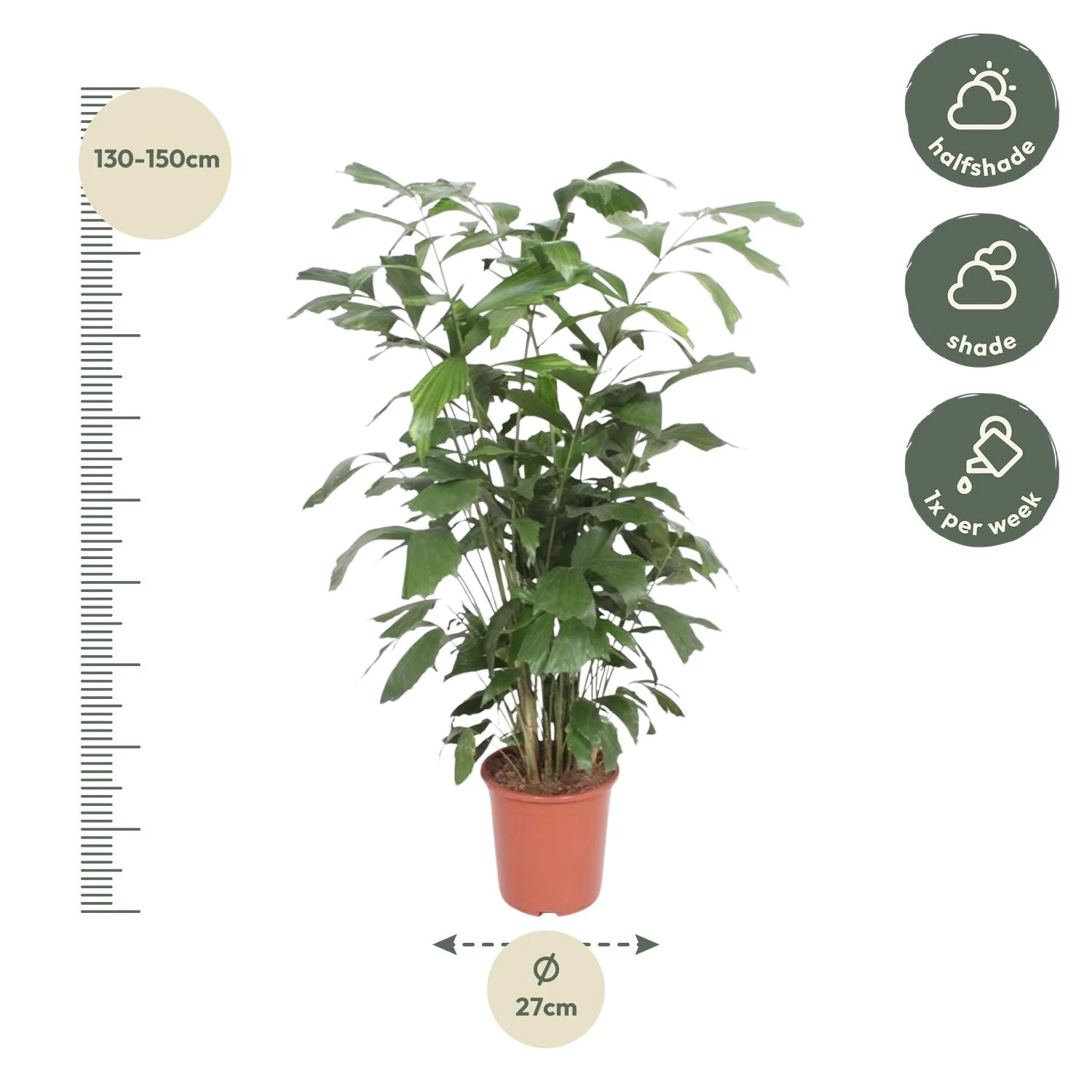 Caryota Mitis – Fischschwanzpalme