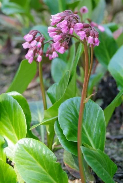 48x Bergenia cordifolia Herbstblüte - ↕10-25cm - Ø9cm Bild 5