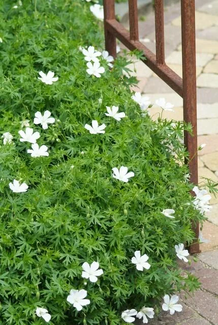 Geranium sanguineum 'Album'