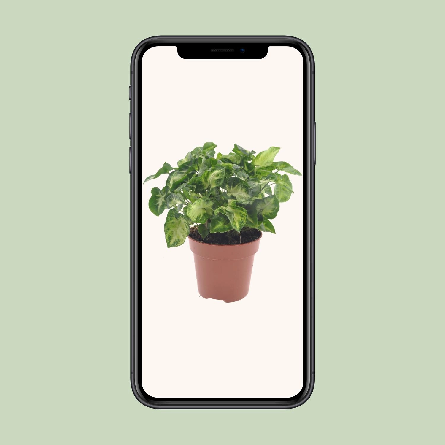 Syngonium Pixie - Ø12cm - ↕20cm Bild 4