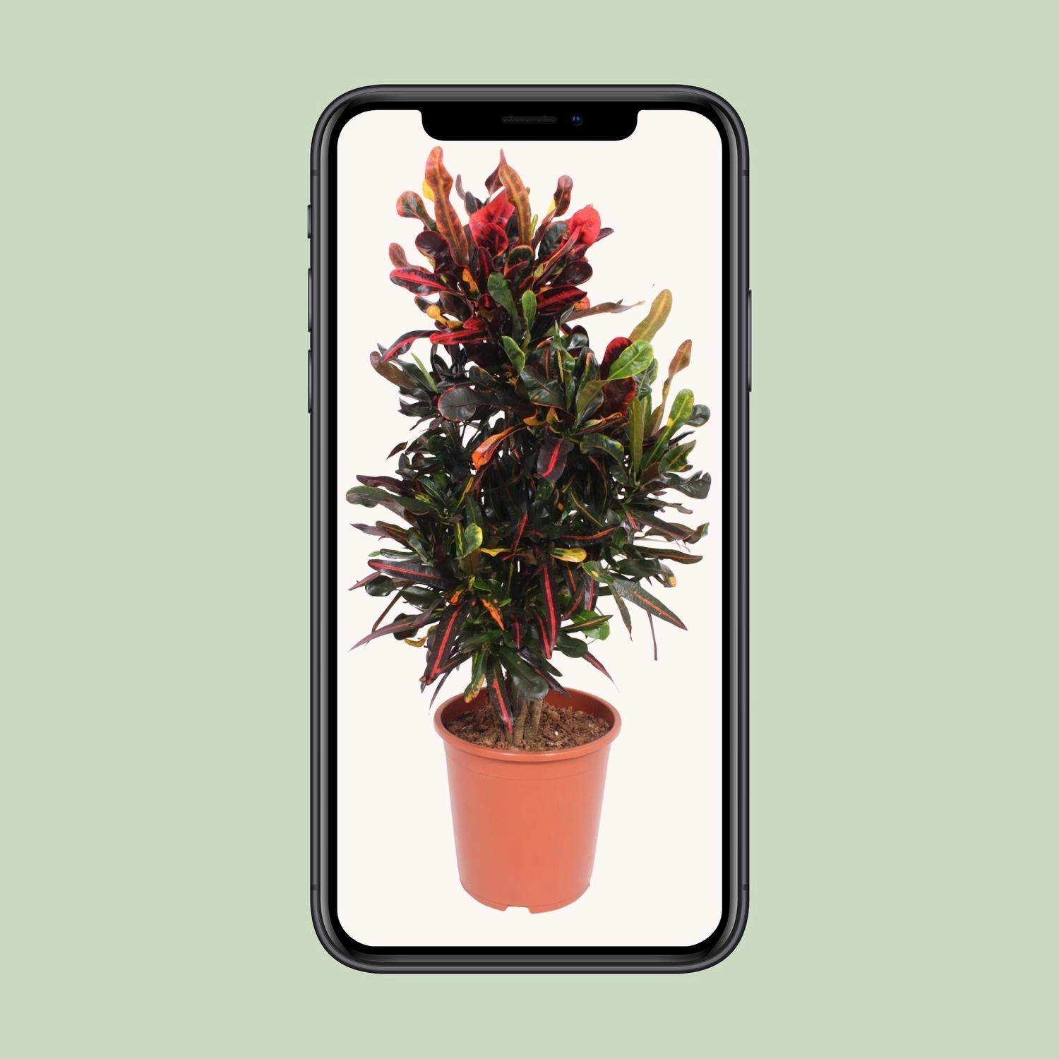 Codiaeum Variegatum Mammi - Ø27cm - ↕100cm Bild 4