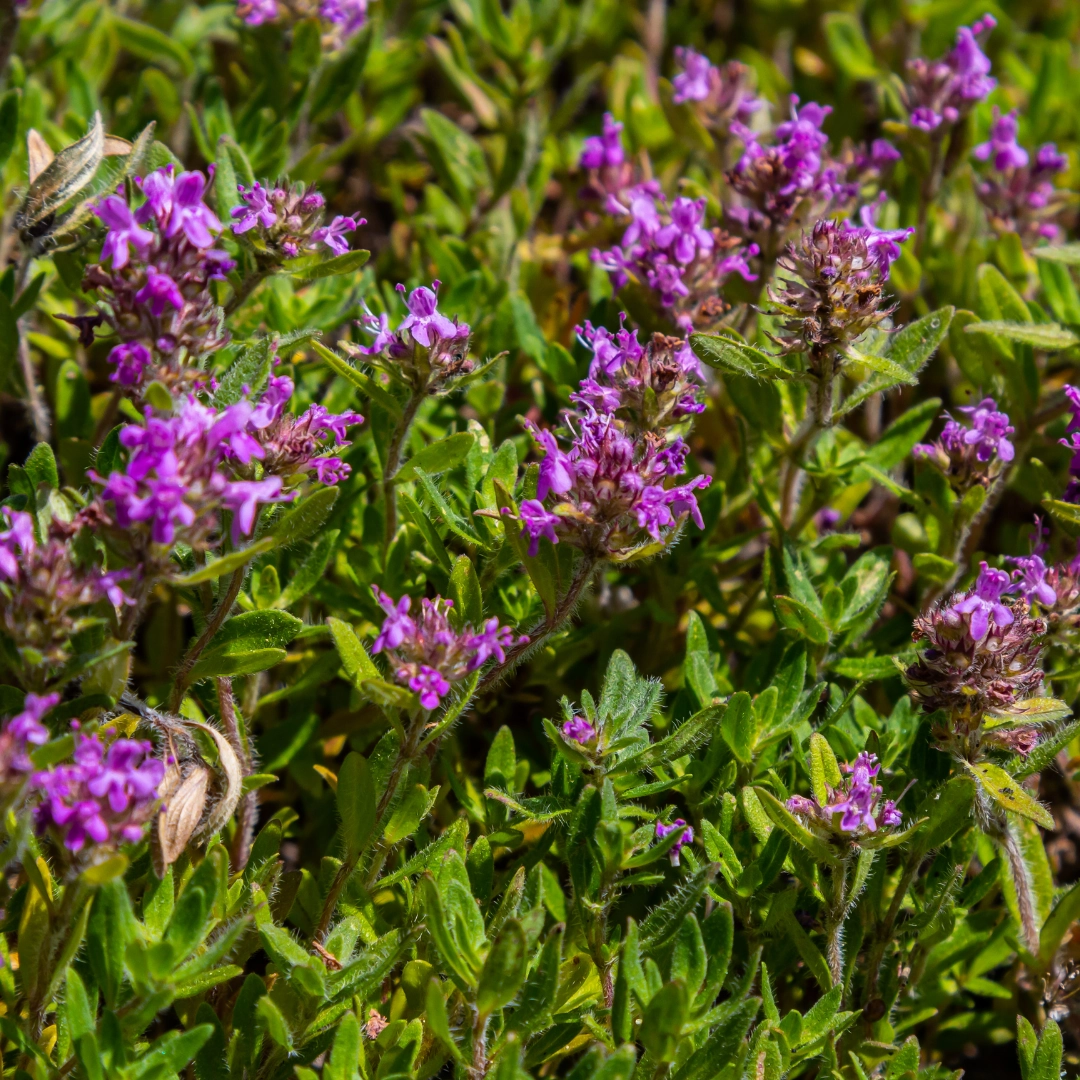 Thymus serpyllum - Duftender Bodendecker