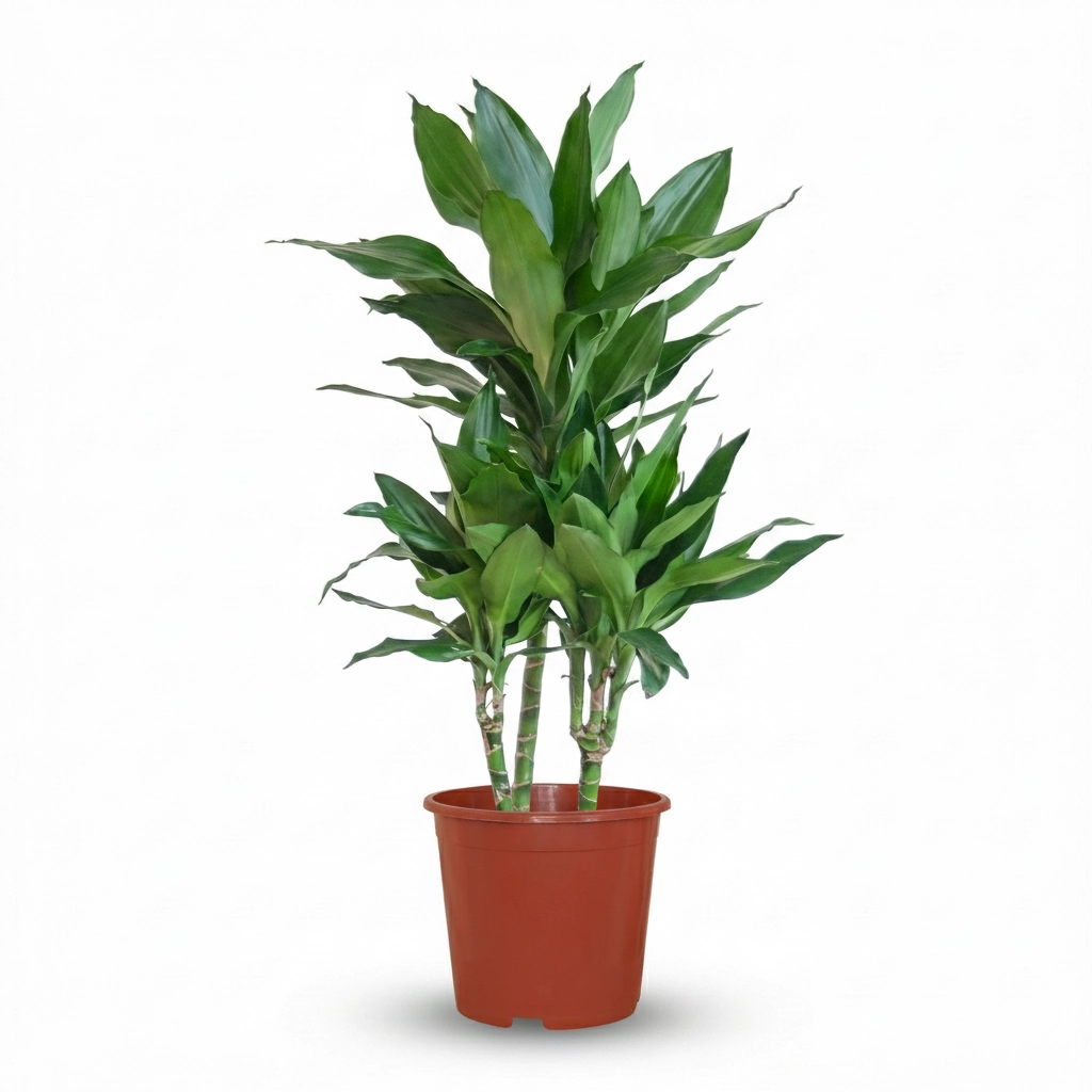 Dracaena Janet Lindt mit Potter grau - 95cm - Ø21 Bild 1