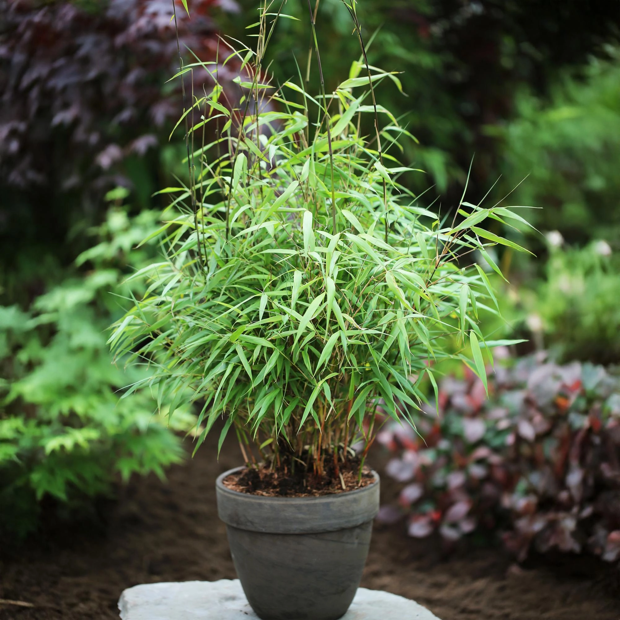 Green boutiQ - Bambus - Fargesia Asian Wonder - Immergrün - Nicht Ausbreitend - Grün - 18 Pflanzen - Topf 14cm - Höhe 35cm Bild 4