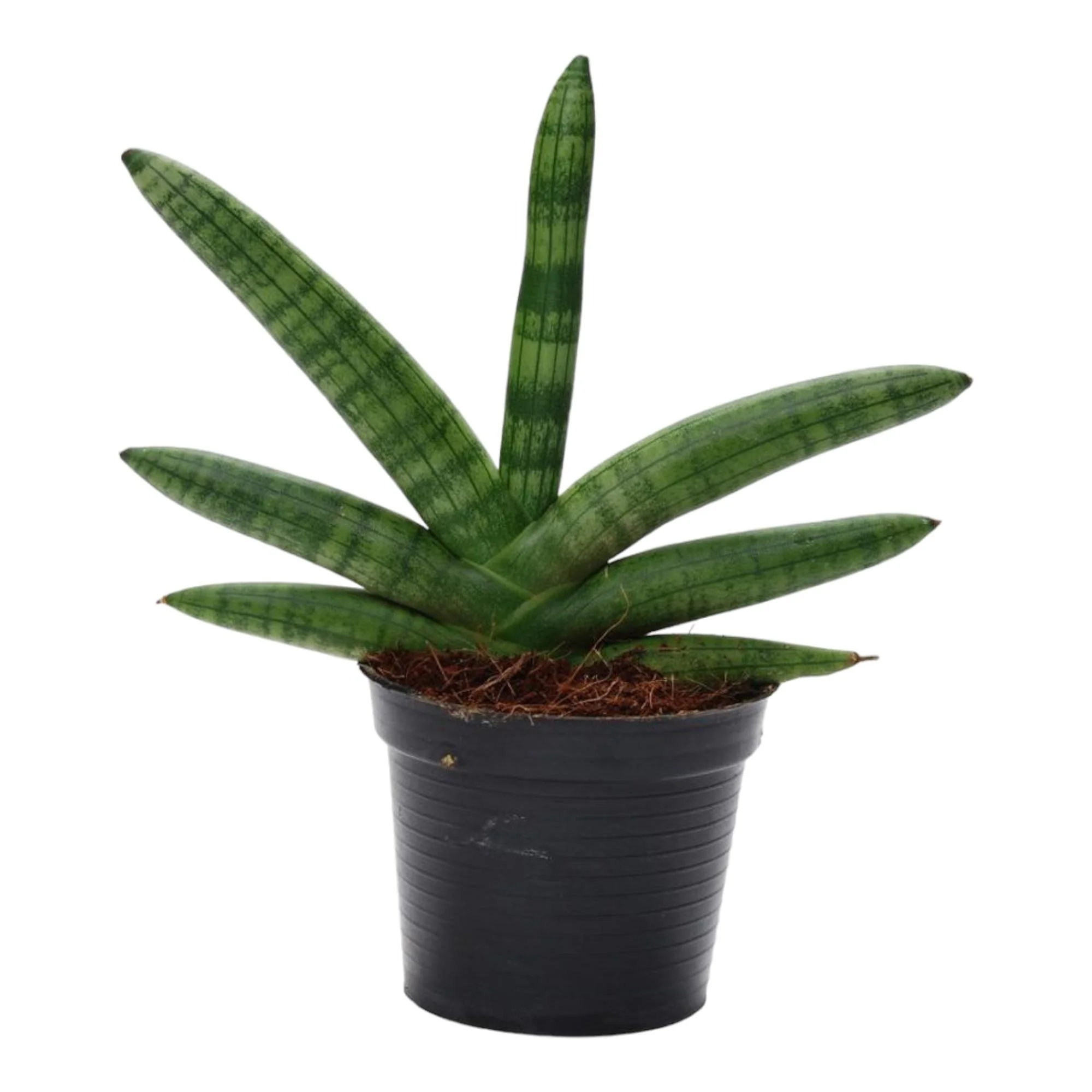 Sansevieria – Bogenhanf