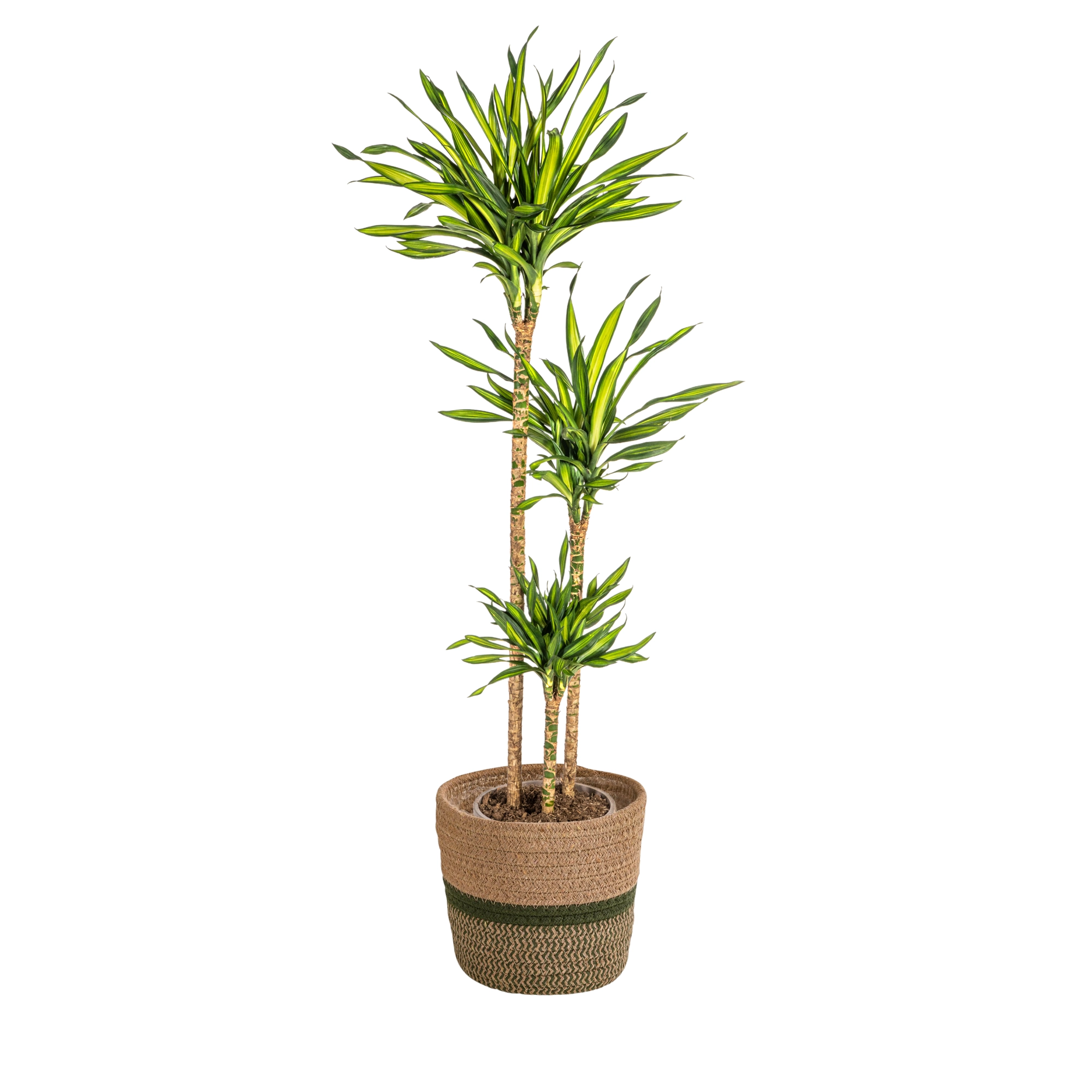 Dracaena Deremensis Rikki