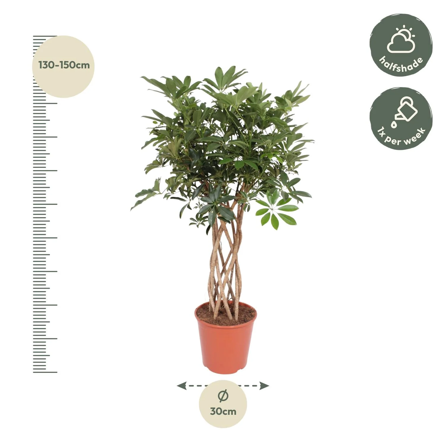 Schefflera Arboricola Compacta – Grüne Schönheiten für Dein Zuhause Bild 3