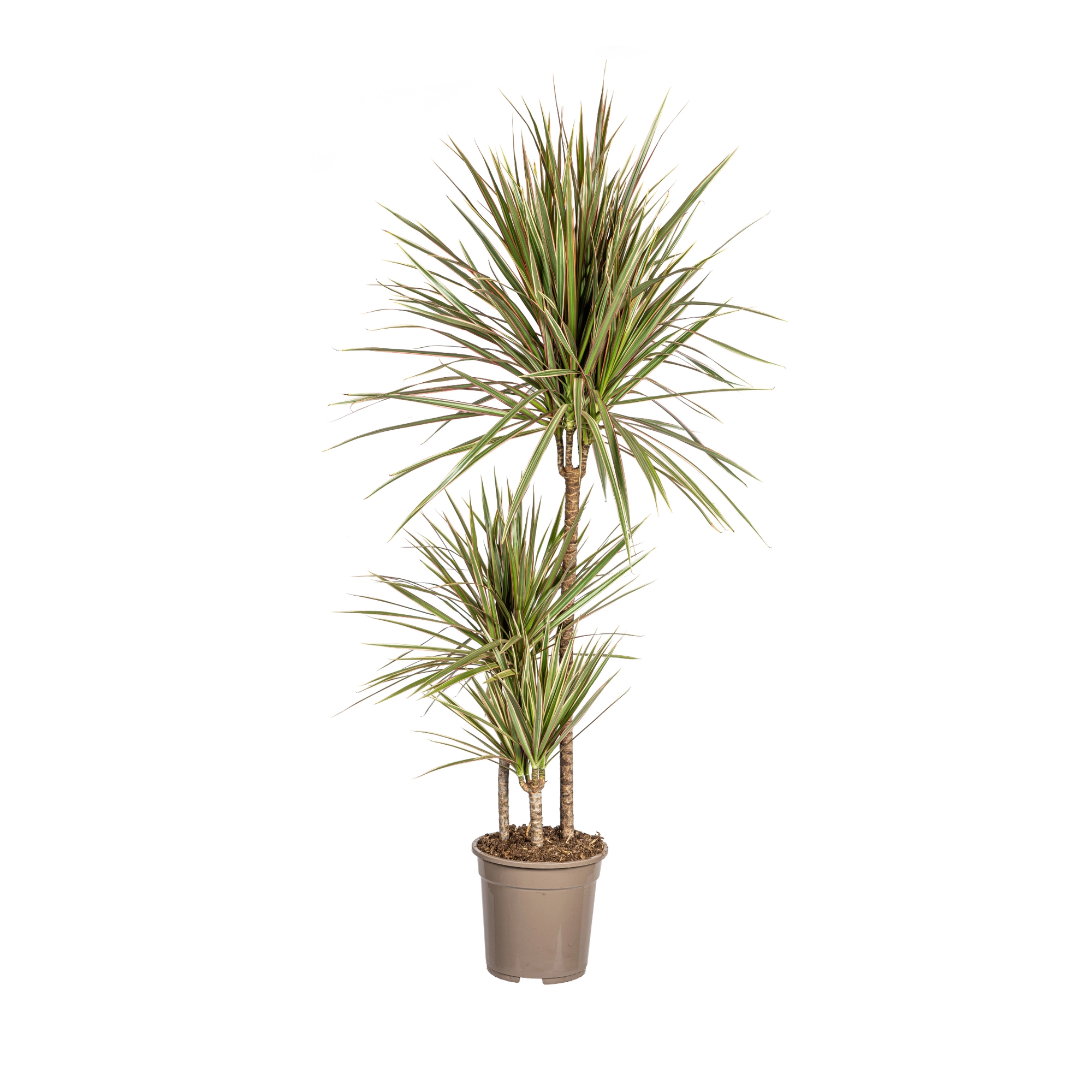 Dracaena Marginata Bicolor – Elegante Zimmerpflanze