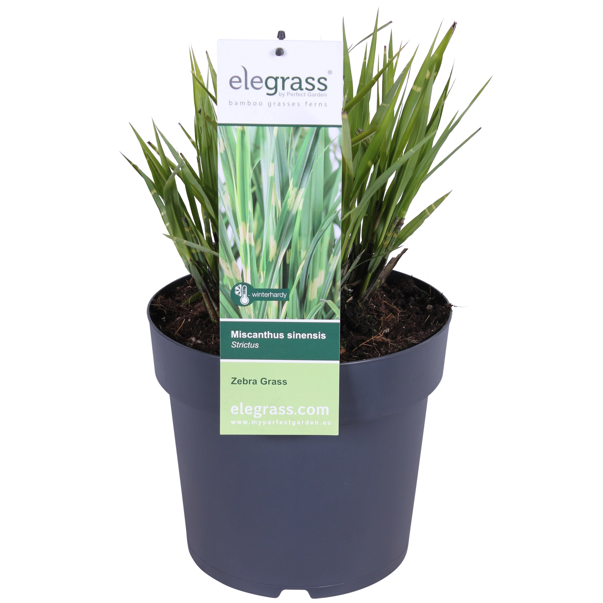 Miscanthus sinensis Strictus (Zebra-Gras)