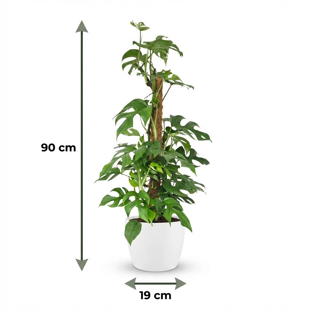 Mini-Fensterblatt (Monstera Minima) am Moosstab