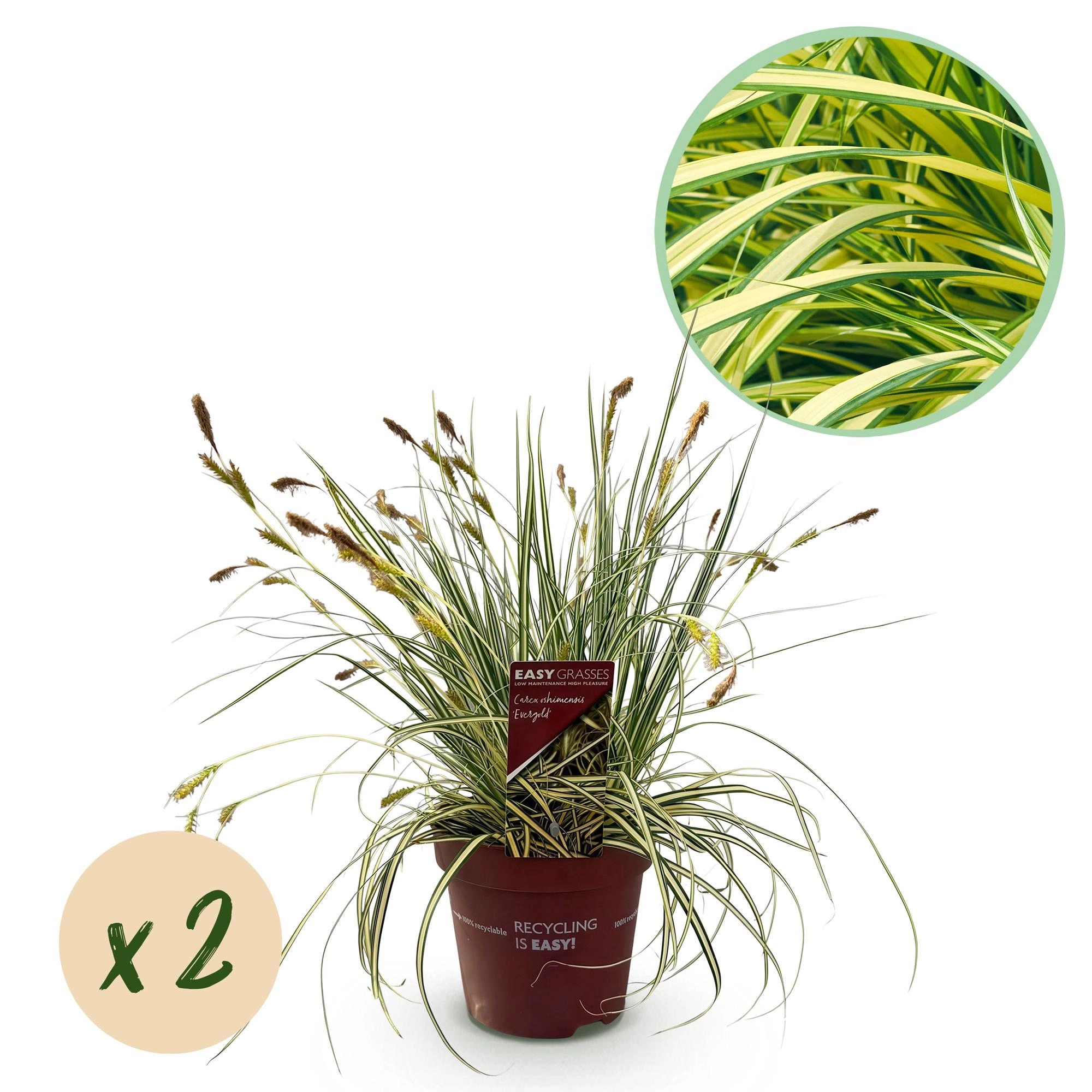Carex oshimensis Evergold