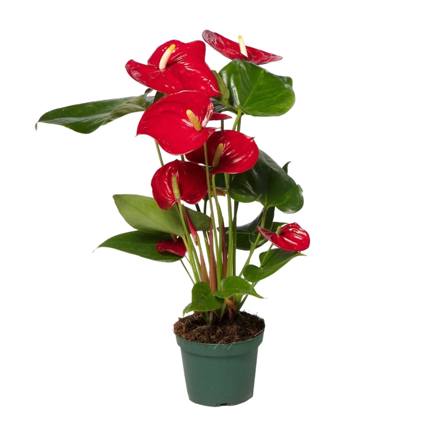 Anthurium Andreanum Grp Nevada – Flamingoblume